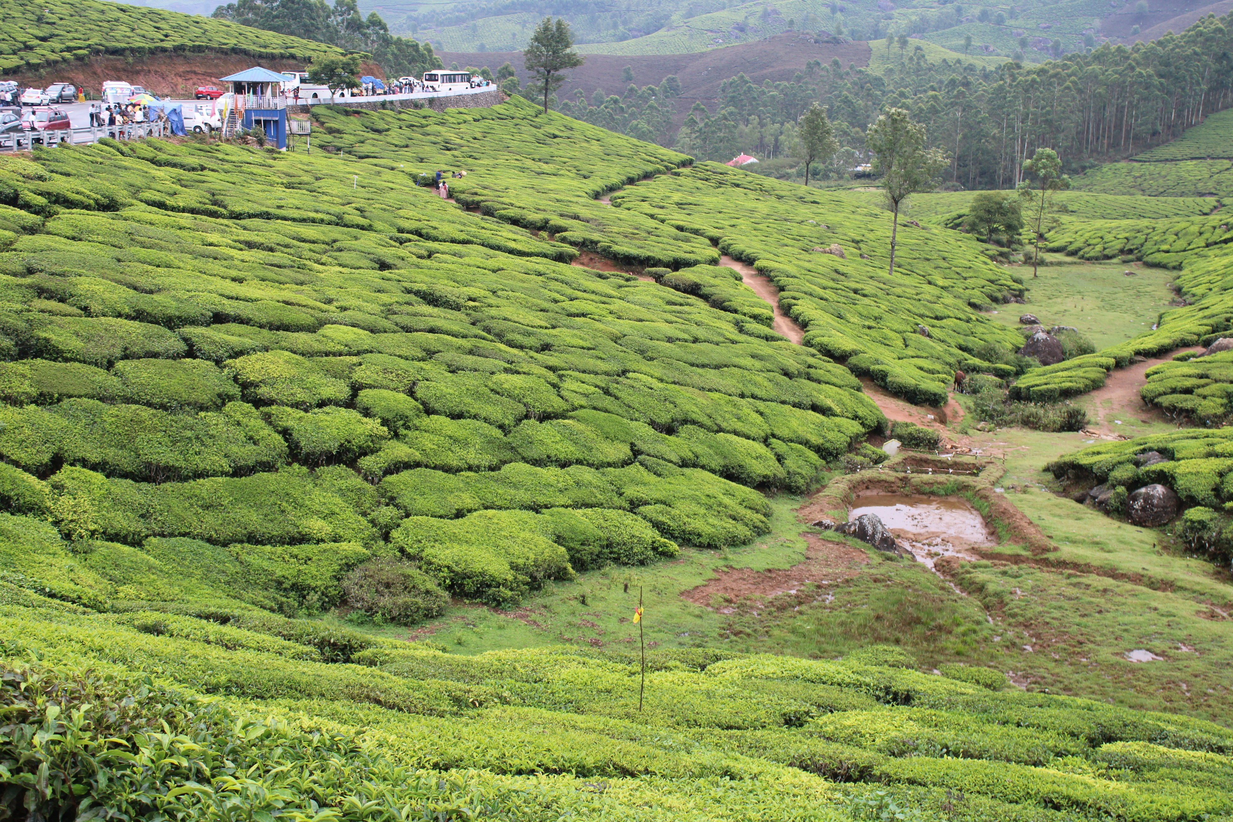 Kebun teh berteras di lereng bukit dengan jalan setapak berkelok