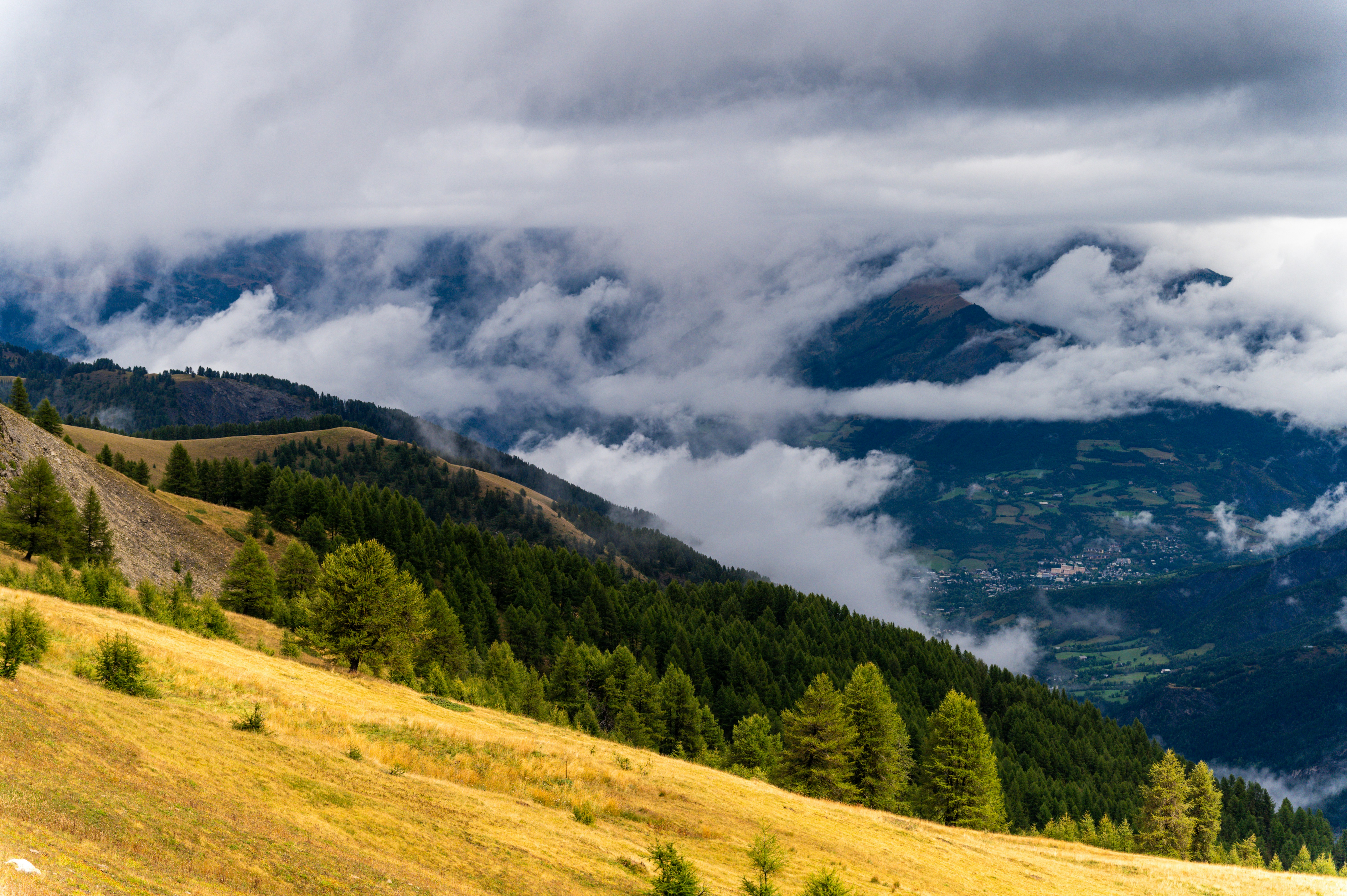 A golden grassy slope with pine trees below clouds over a mountain valley