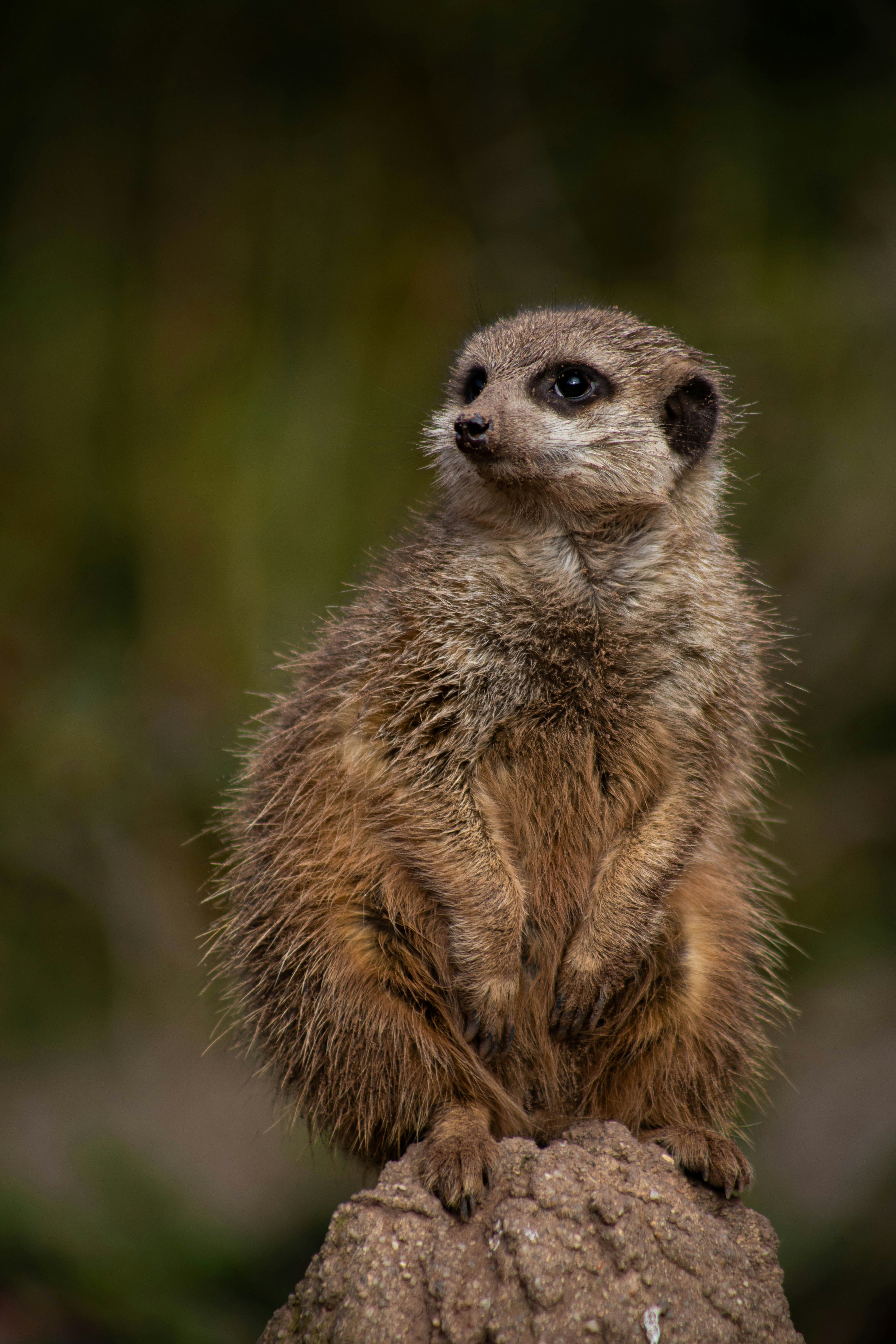 A meerkat perched on a rock against a soft green blurred background