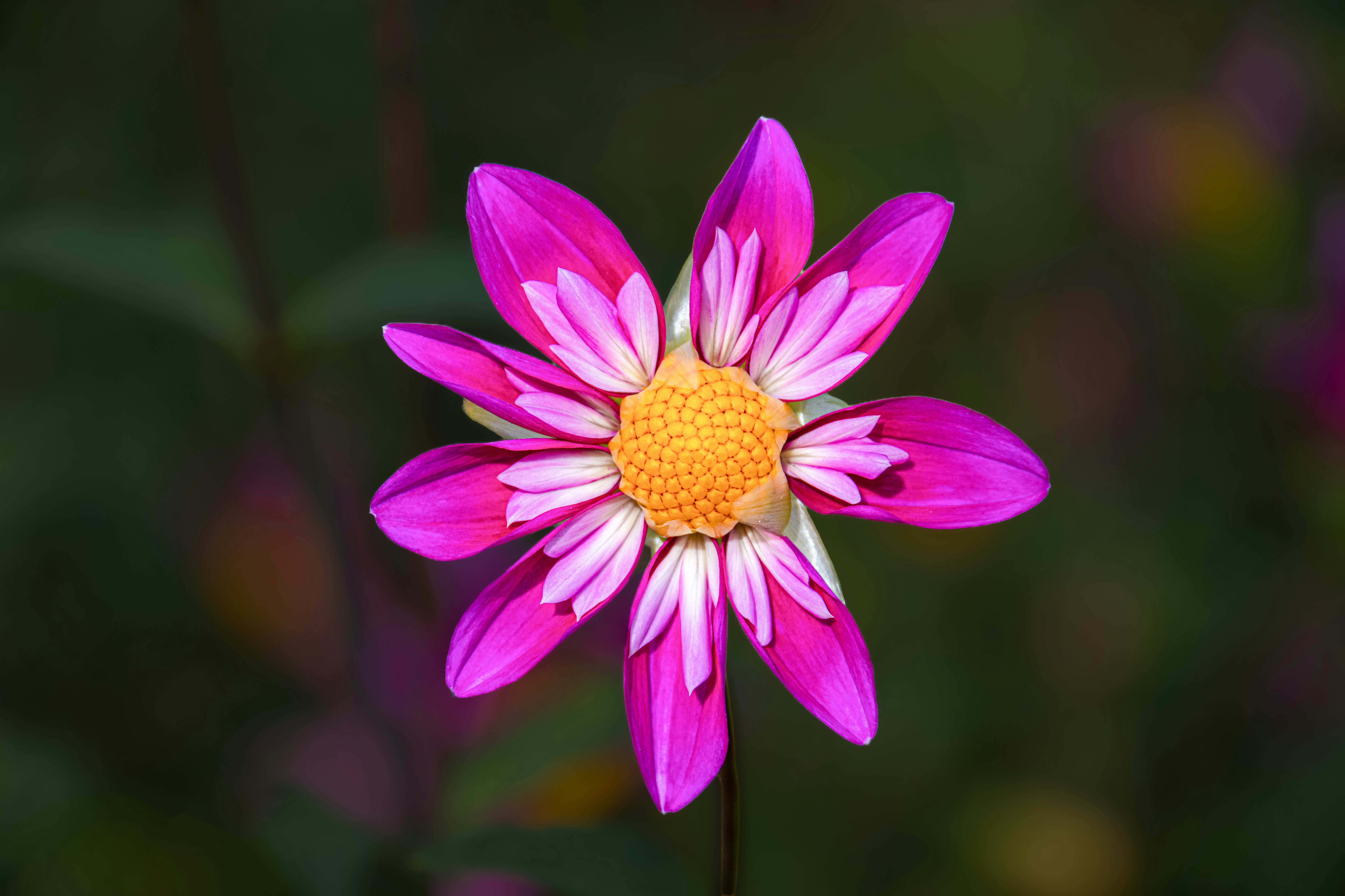 A vibrant pink and white dahlia flower with a yellow center