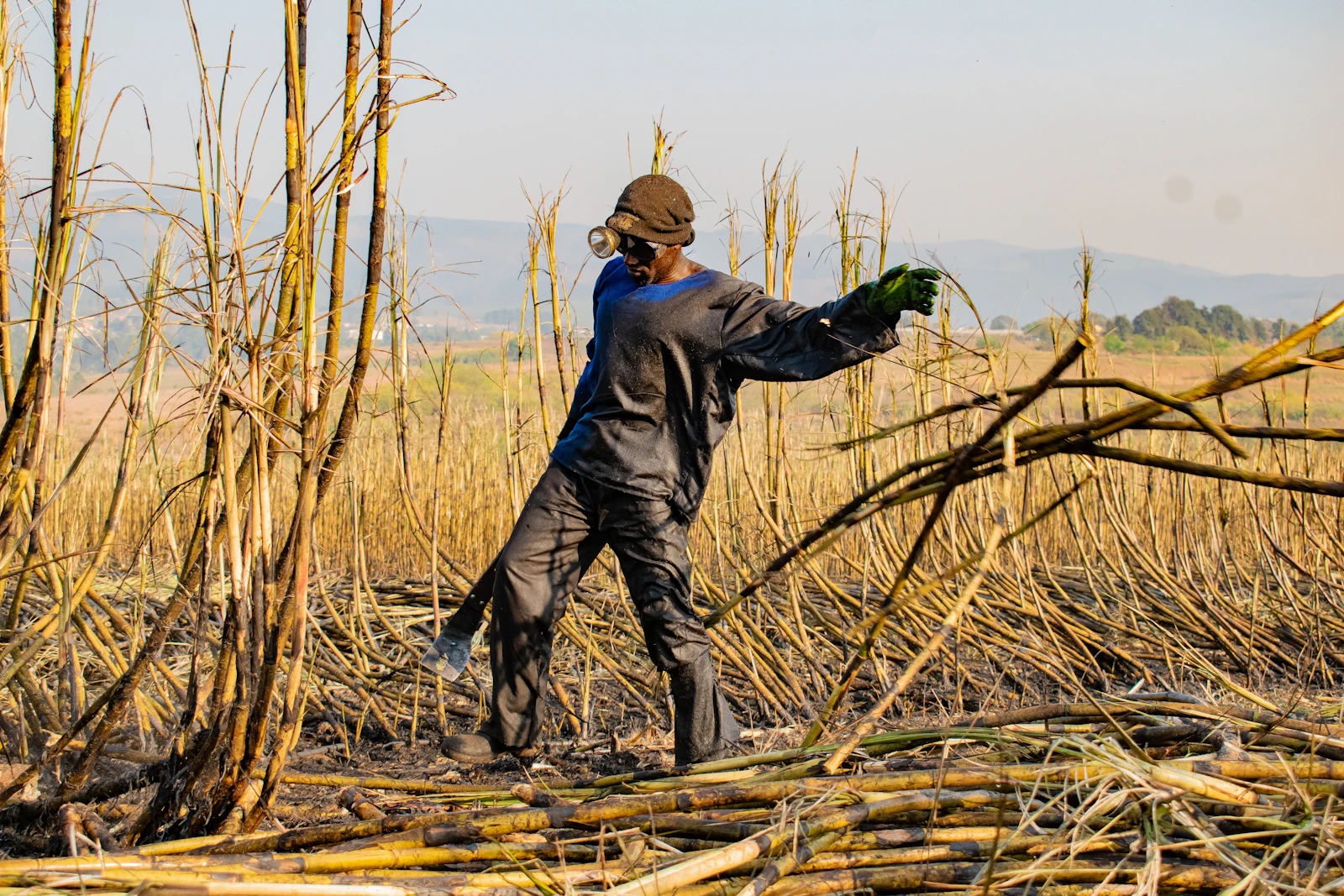 Sugarcane harvest
