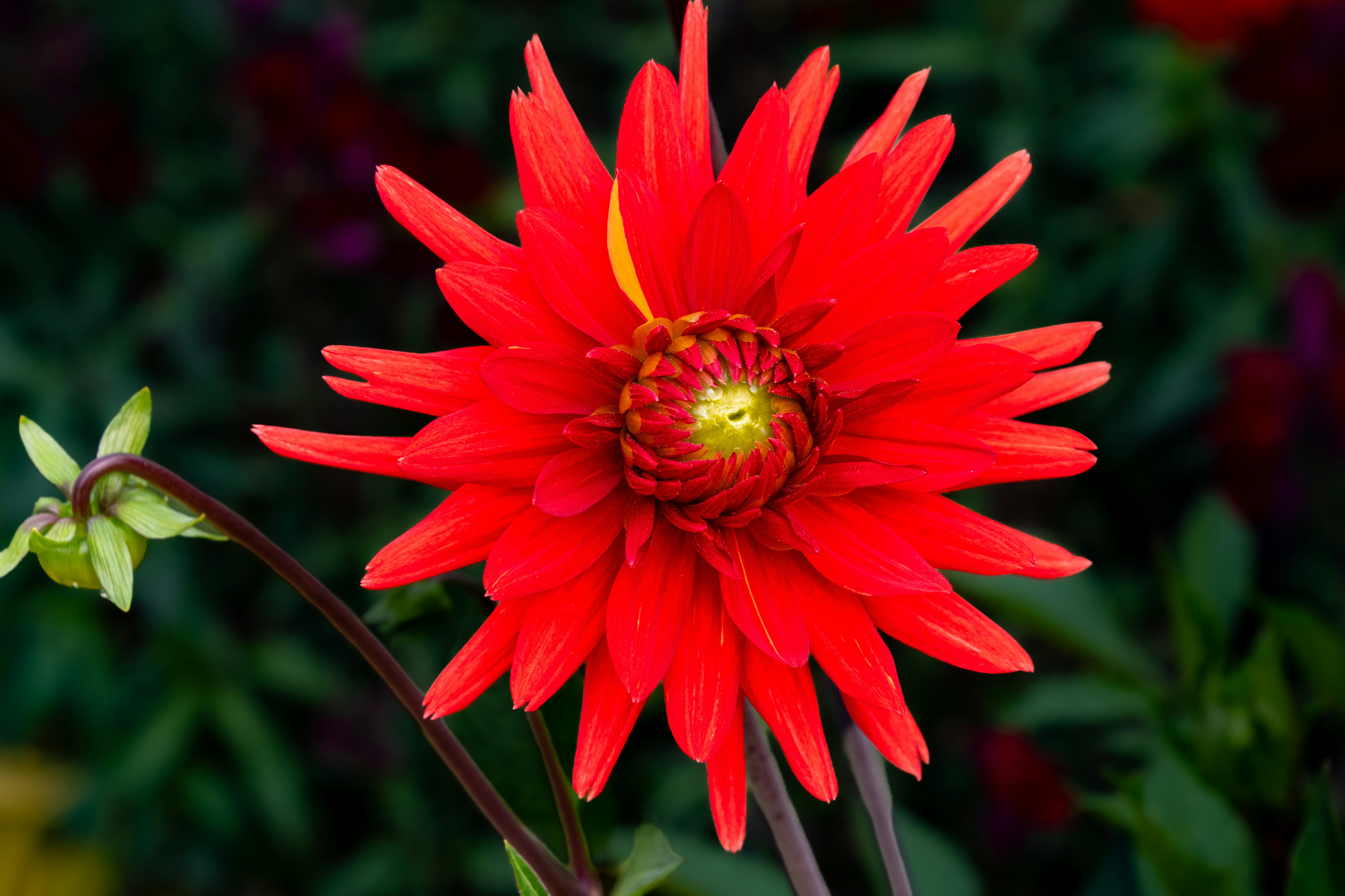 A vibrant red dahlia flower with a yellow center in a garden