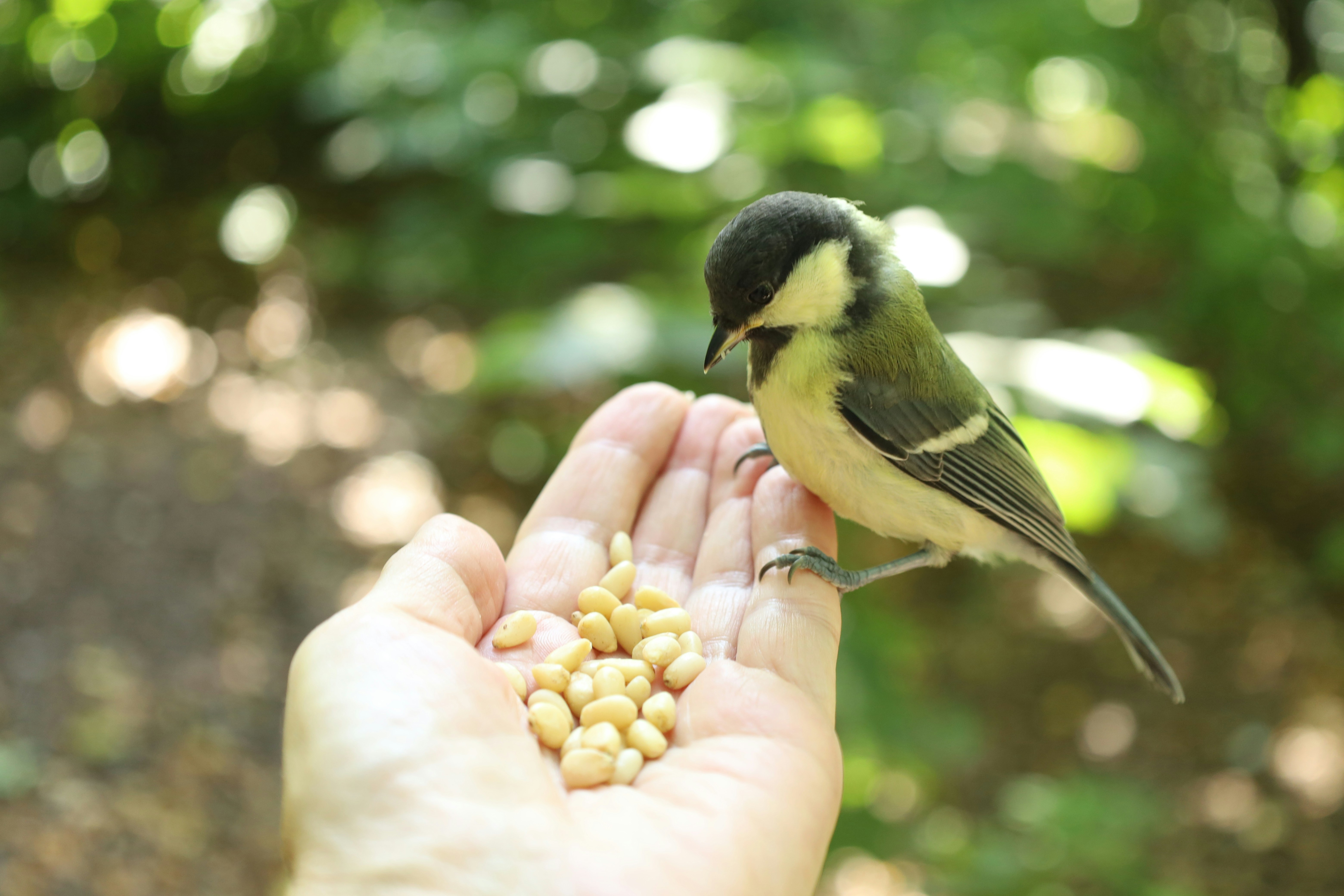 森の中で松の実を食べている人の手に止まった大きなシジュウカラ