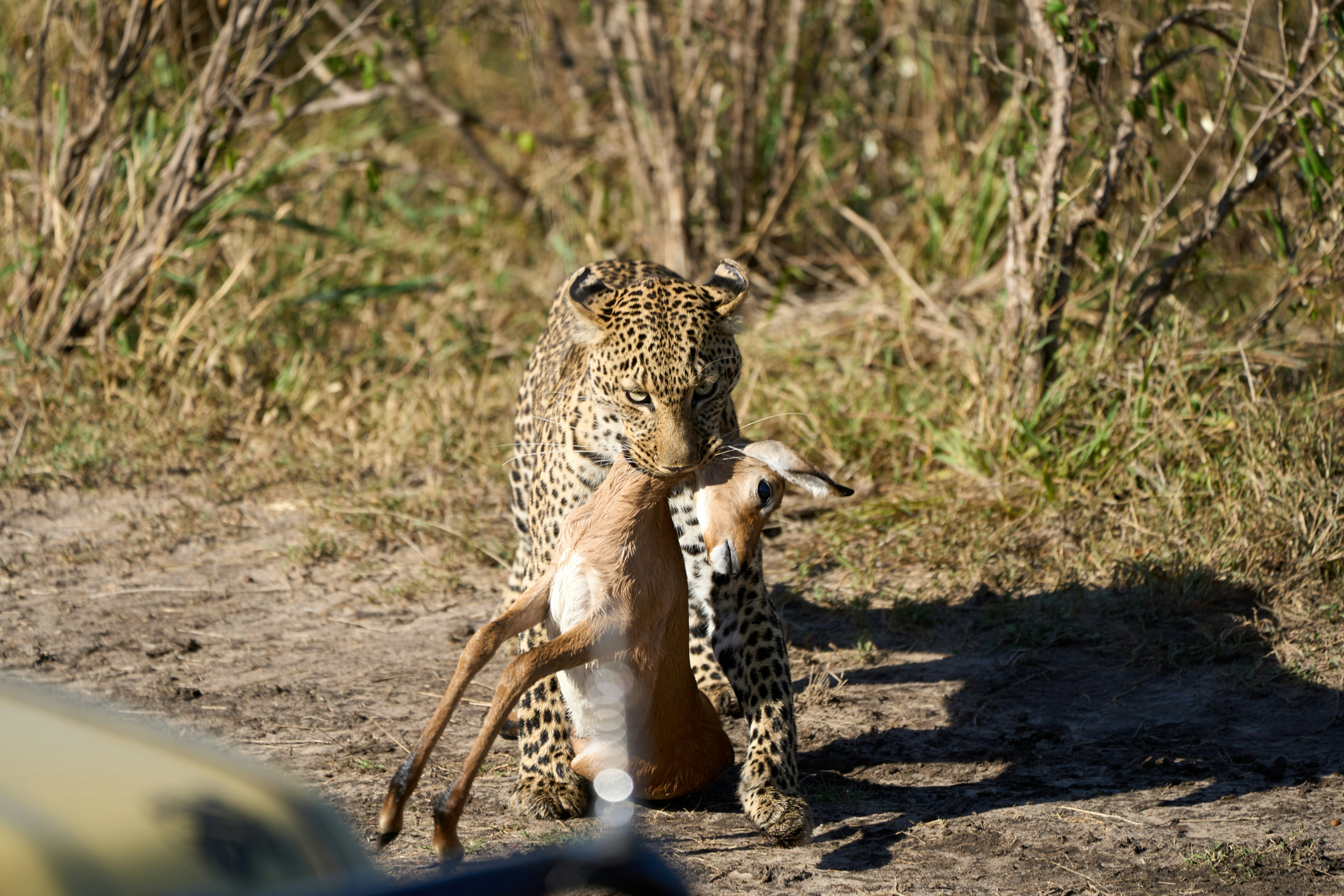 A leopard carrying an impala in its mouth through dry savanna grass
