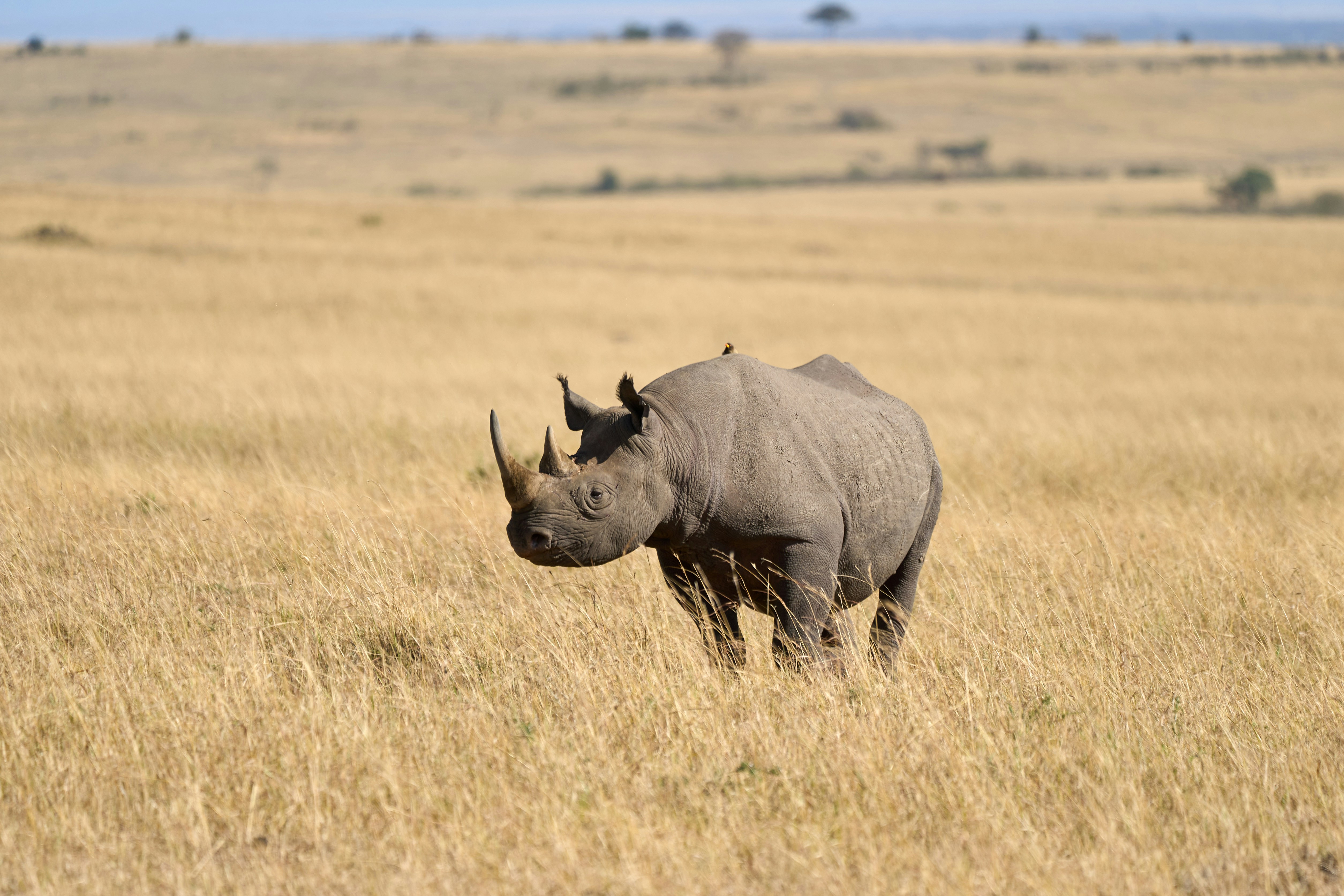A black rhinoceros in a vast field of dry golden grass
