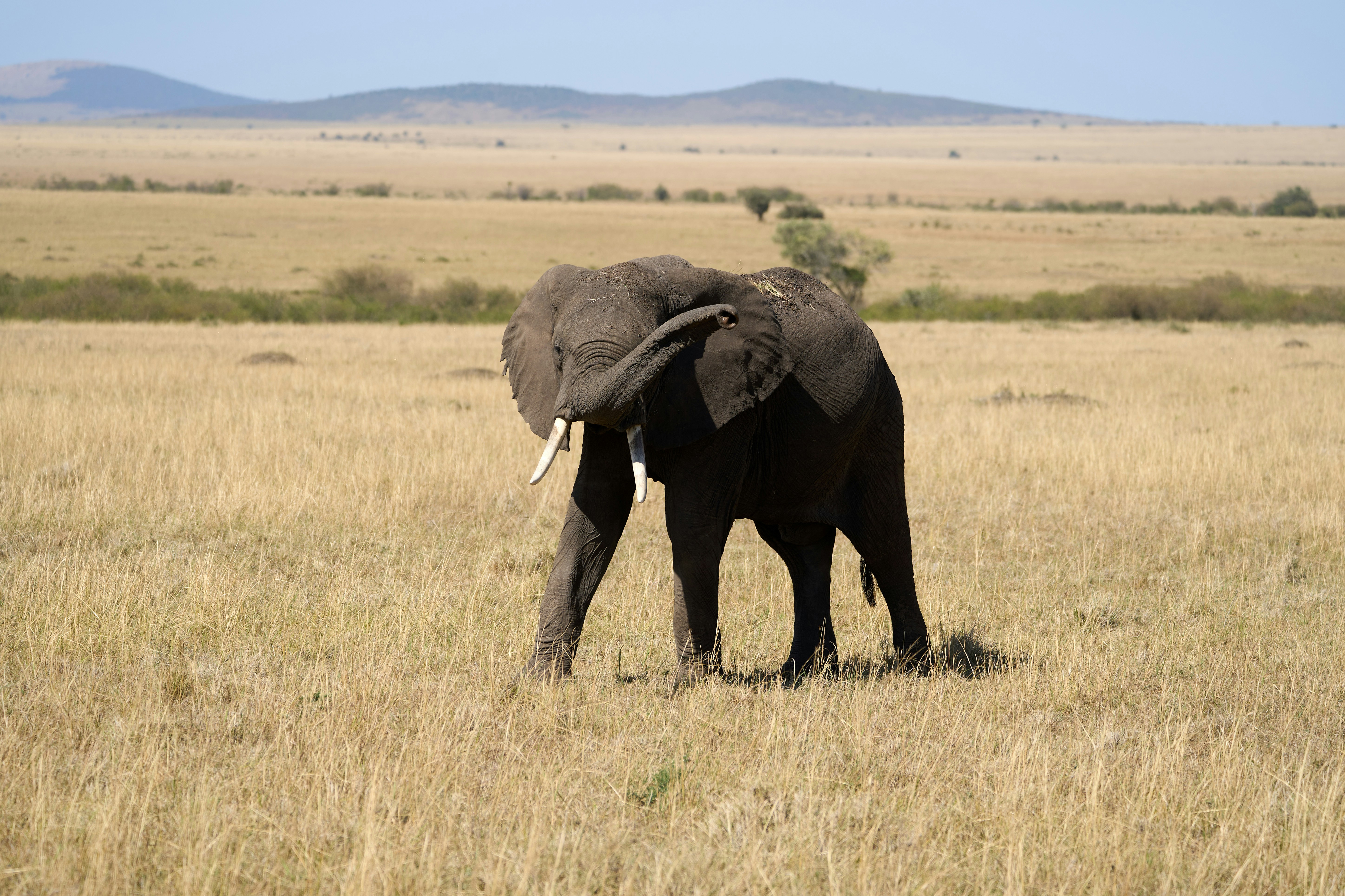An African elephant with tusks in a vast dry grassy savanna