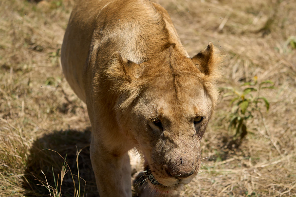 A lioness in the Maasai Mara, Kenya
