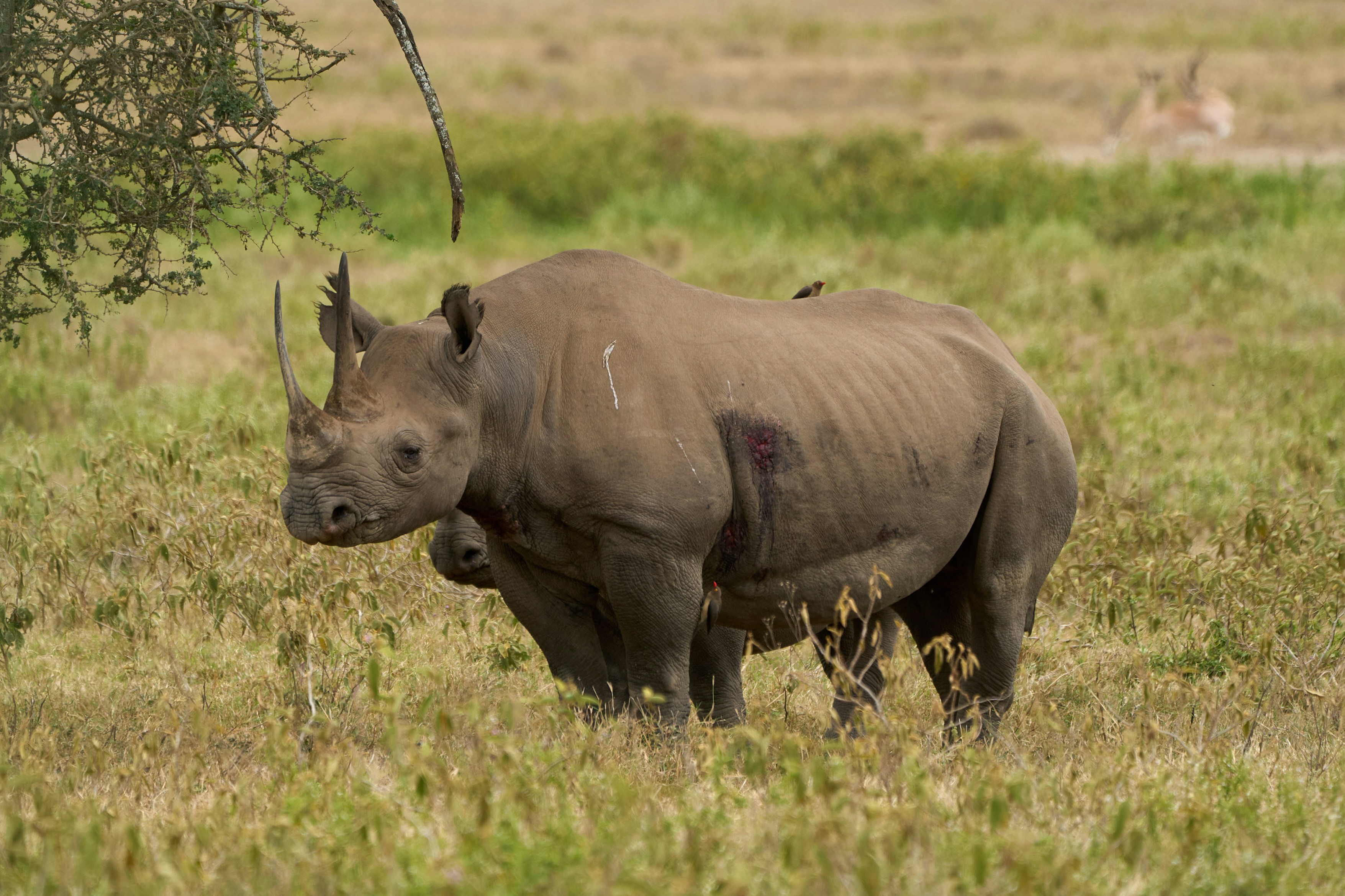A black rhinoceros standing in a grassy savanna with a small bird on its back
