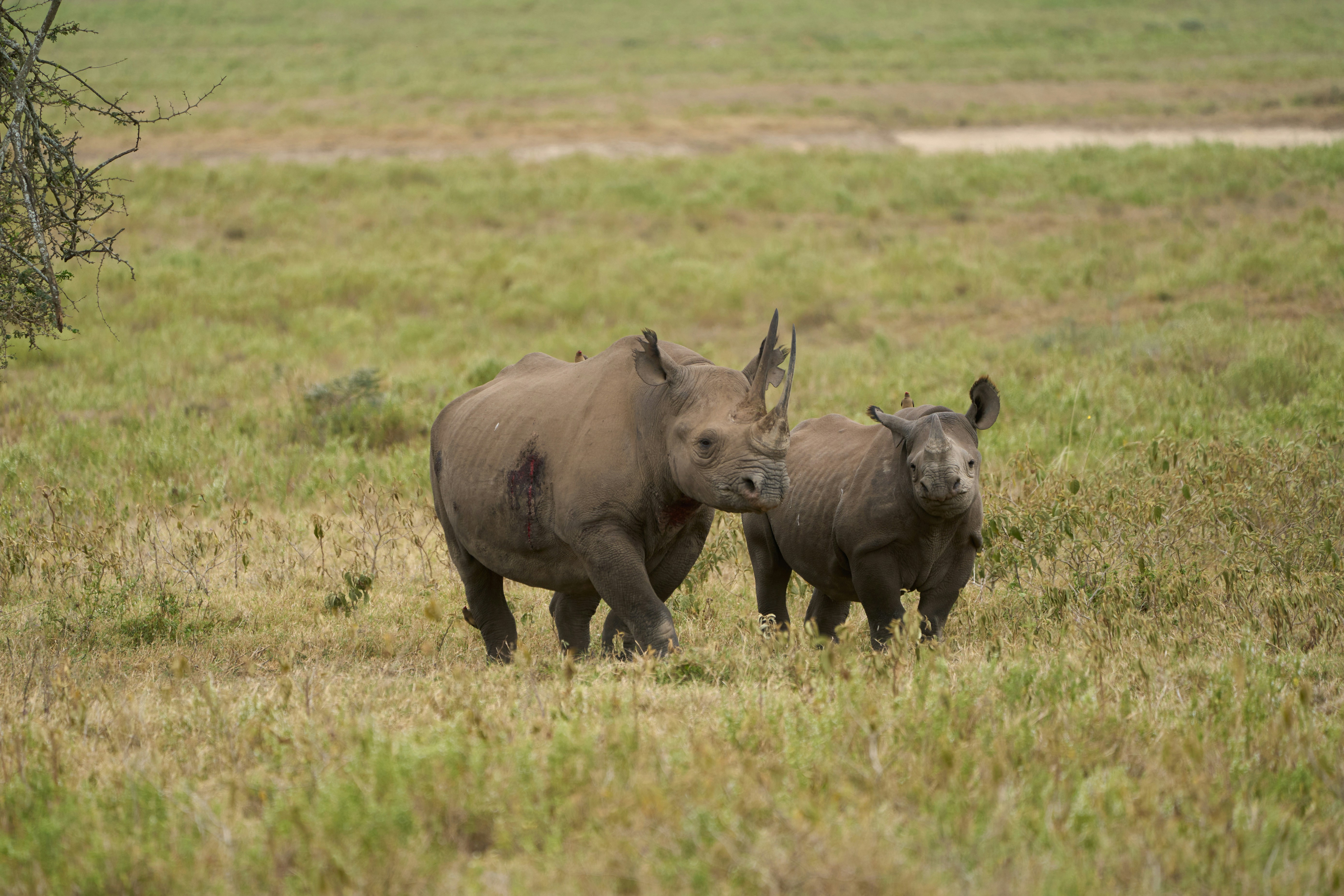 A black rhinoceros and its calf walking through a grassy savanna