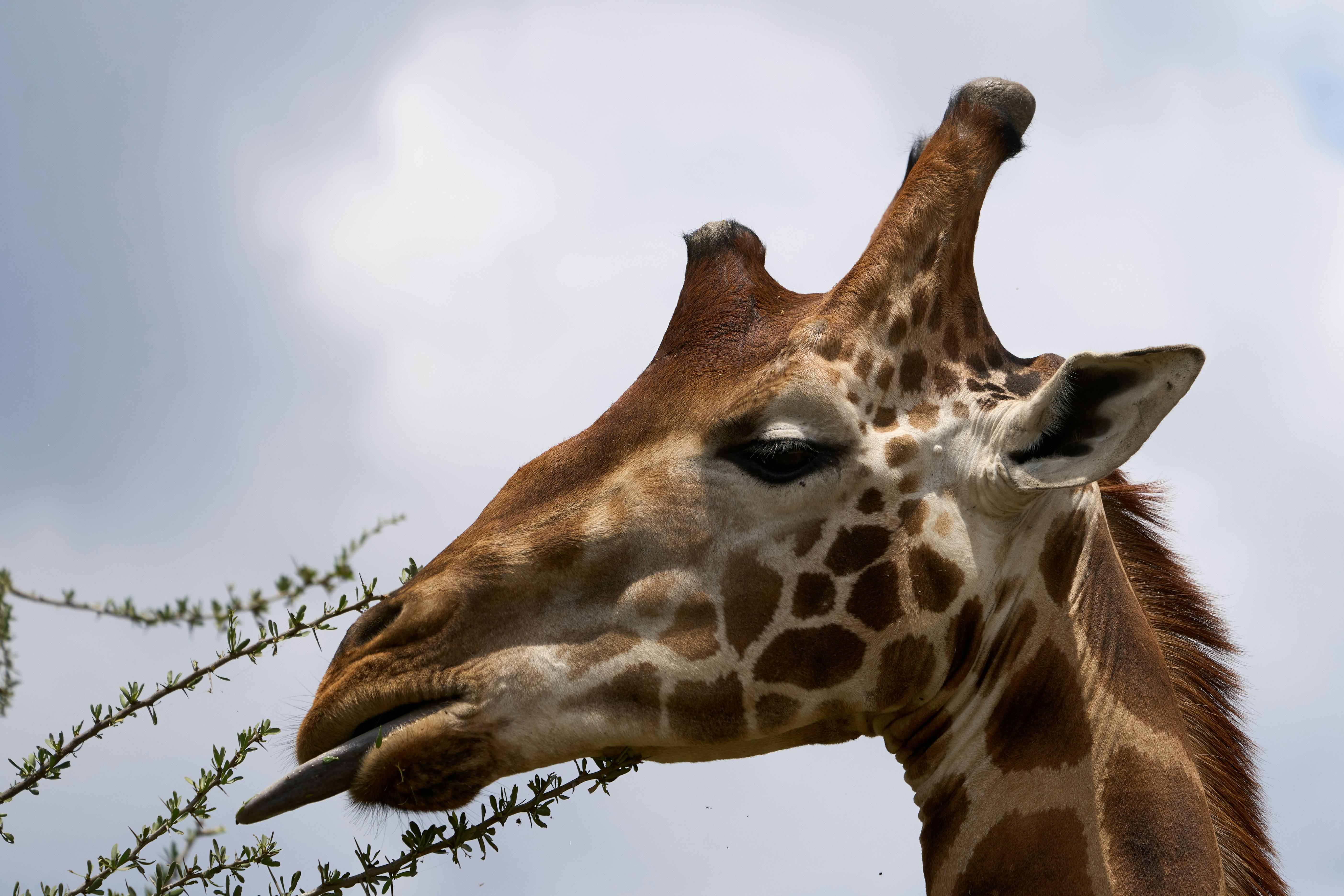 A giraffe extending its long tongue to eat leaves from a thin branch