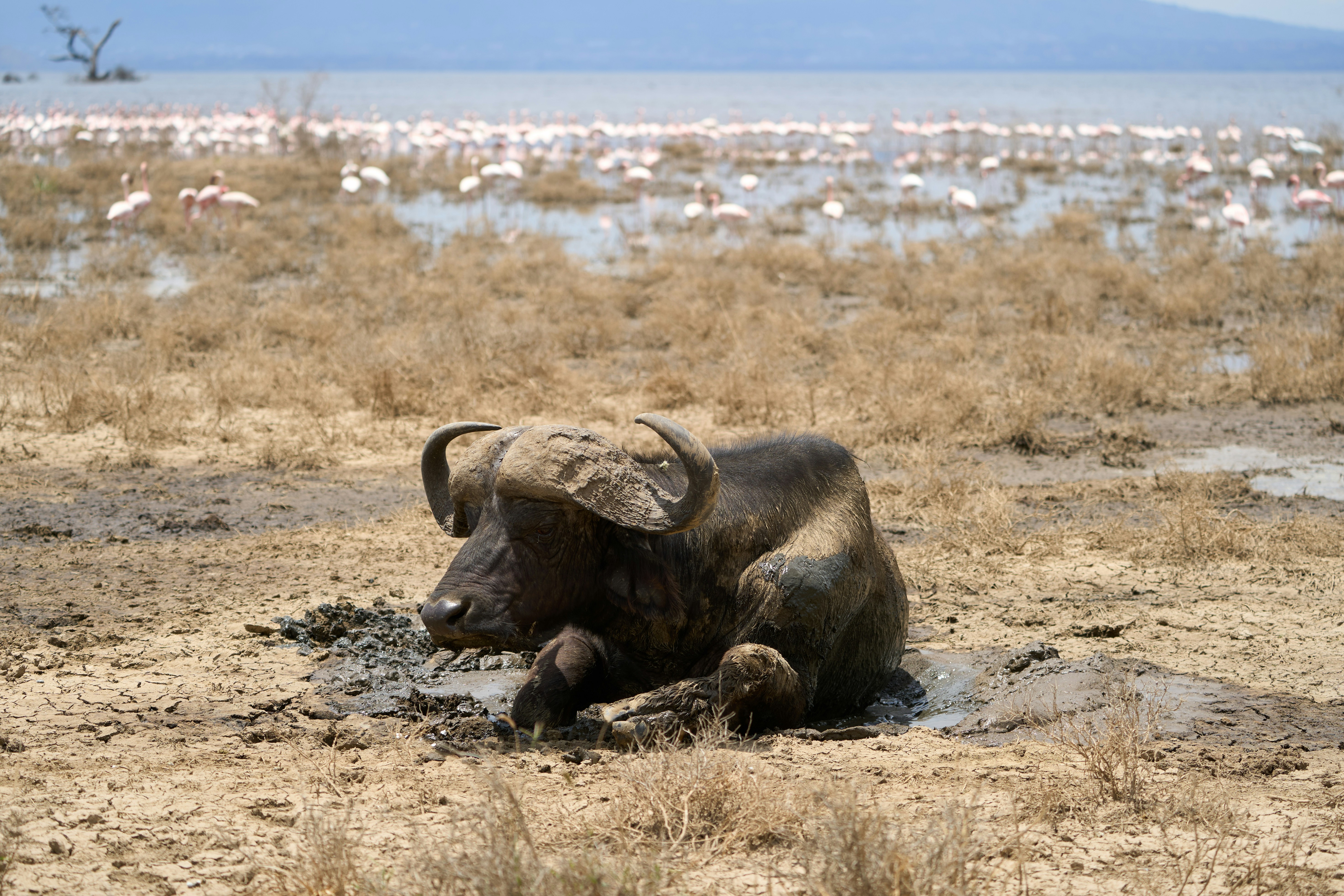 A cape buffalo resting in a mud wallow with flamingos in the background