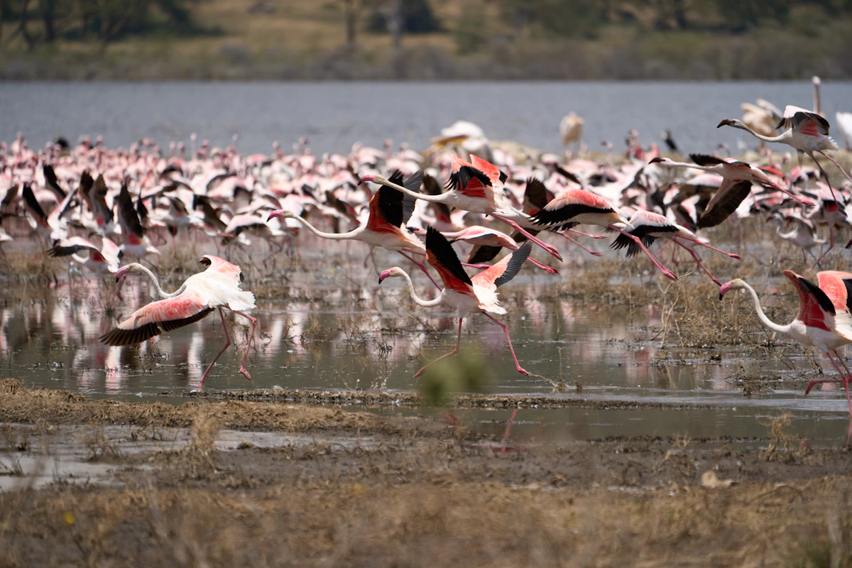 Flock of pink flamingos taking flight over Lake Nakuru