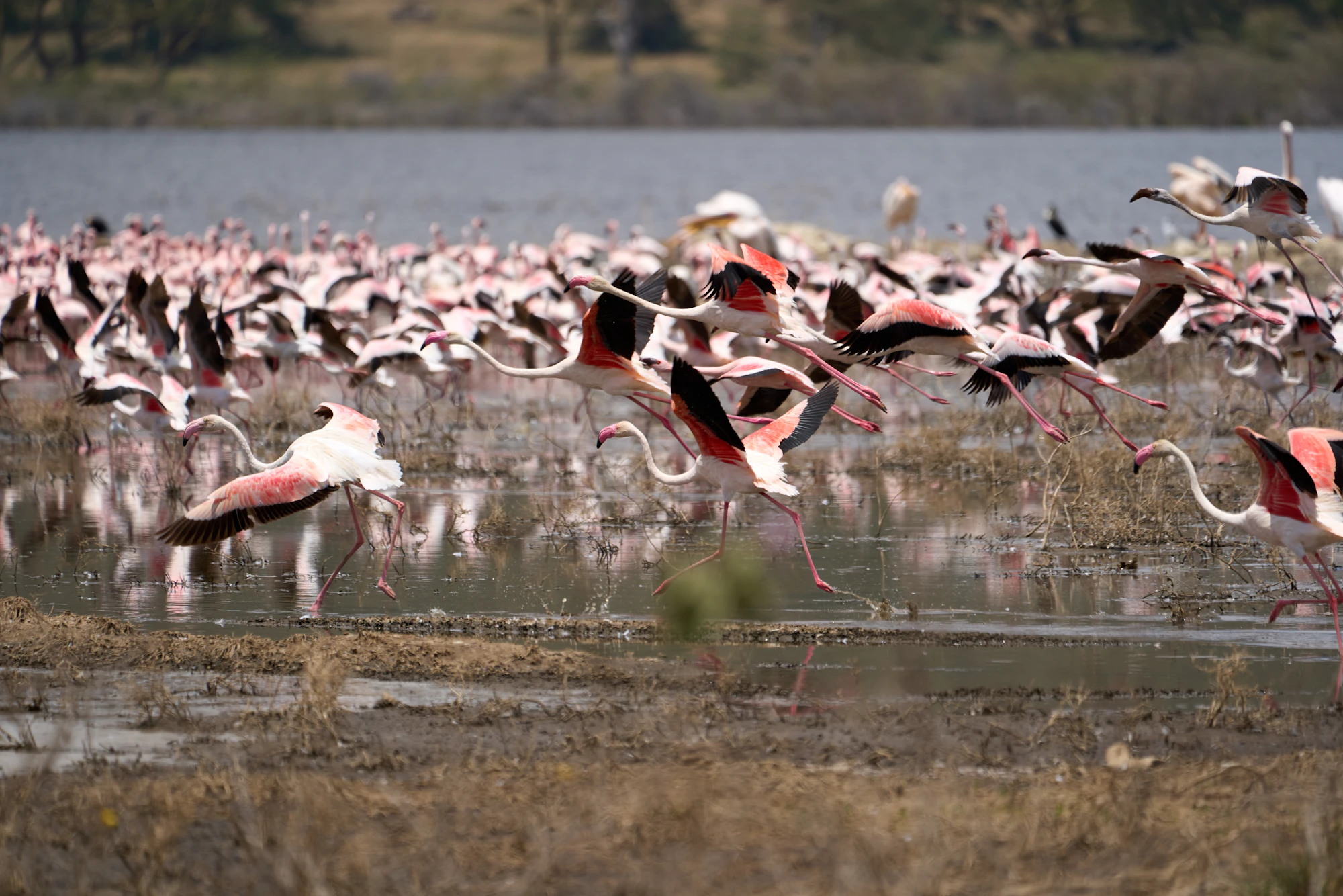Flock of pink flamingos taking flight over Lake Nakuru