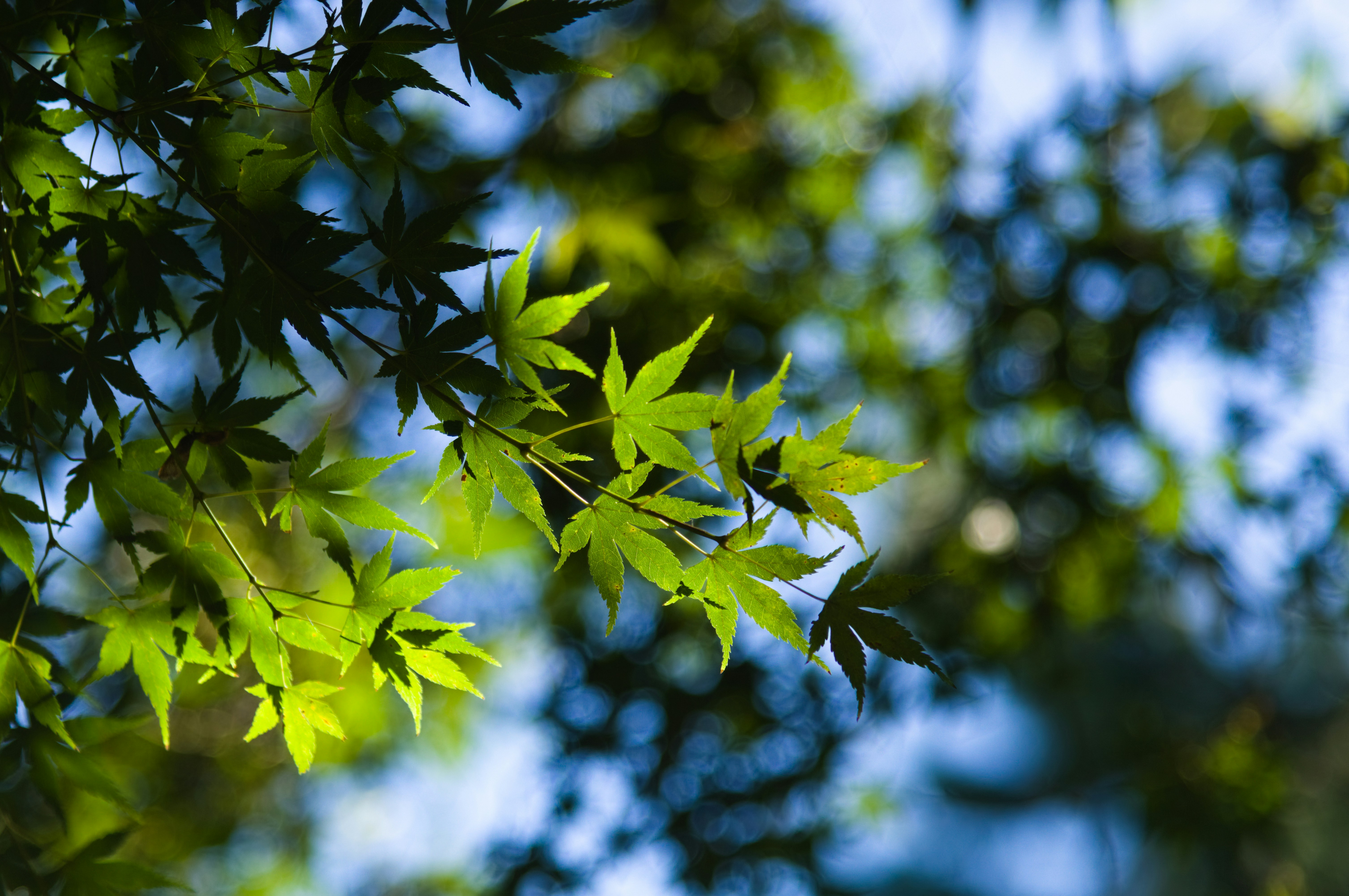 Green Japanese maple leaves with bokeh - Free Photo on Unsplash