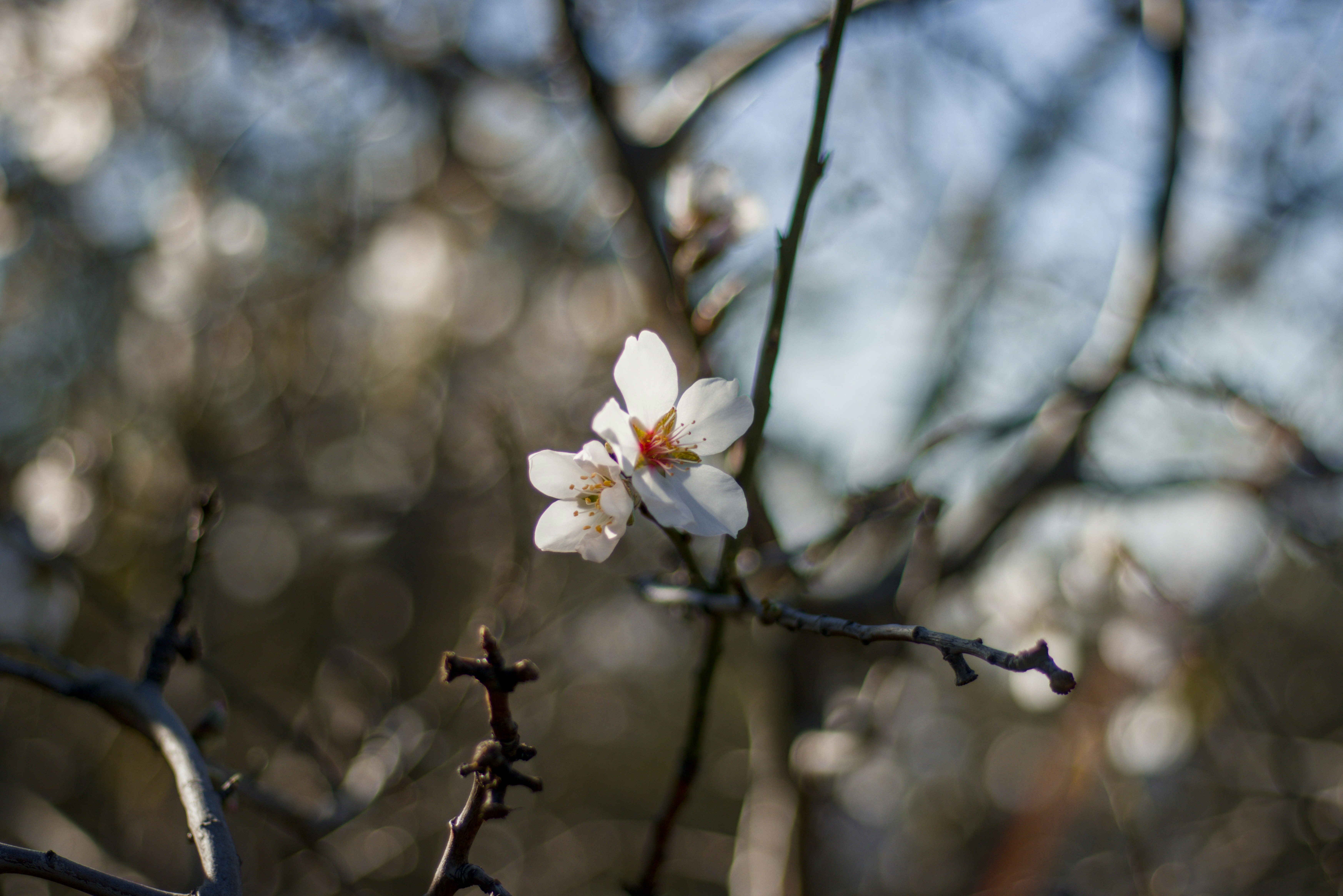 White almond blossoms on a thin branch against a soft blurred background