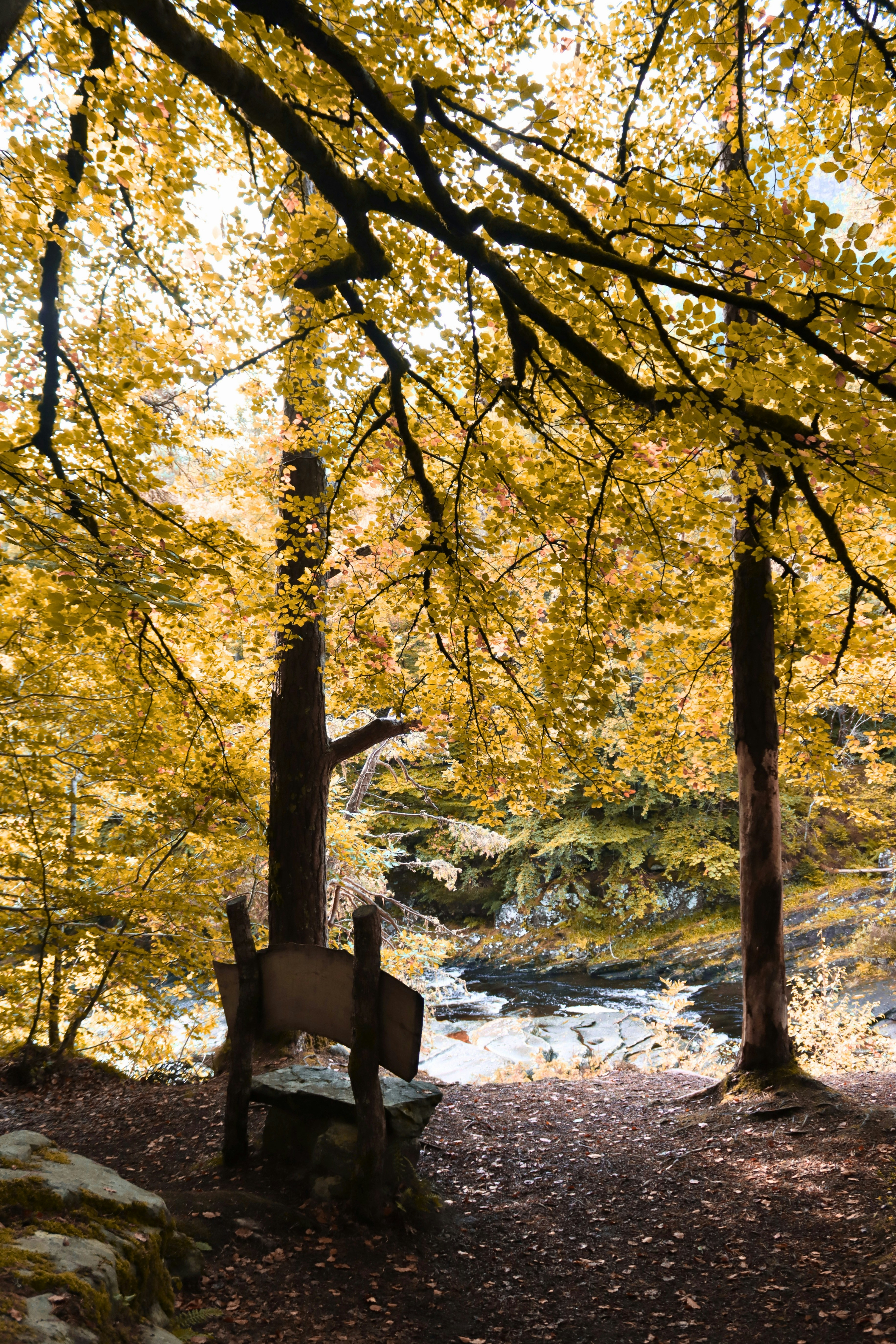 A rustic wooden bench under golden autumn trees overlooking a flowing river