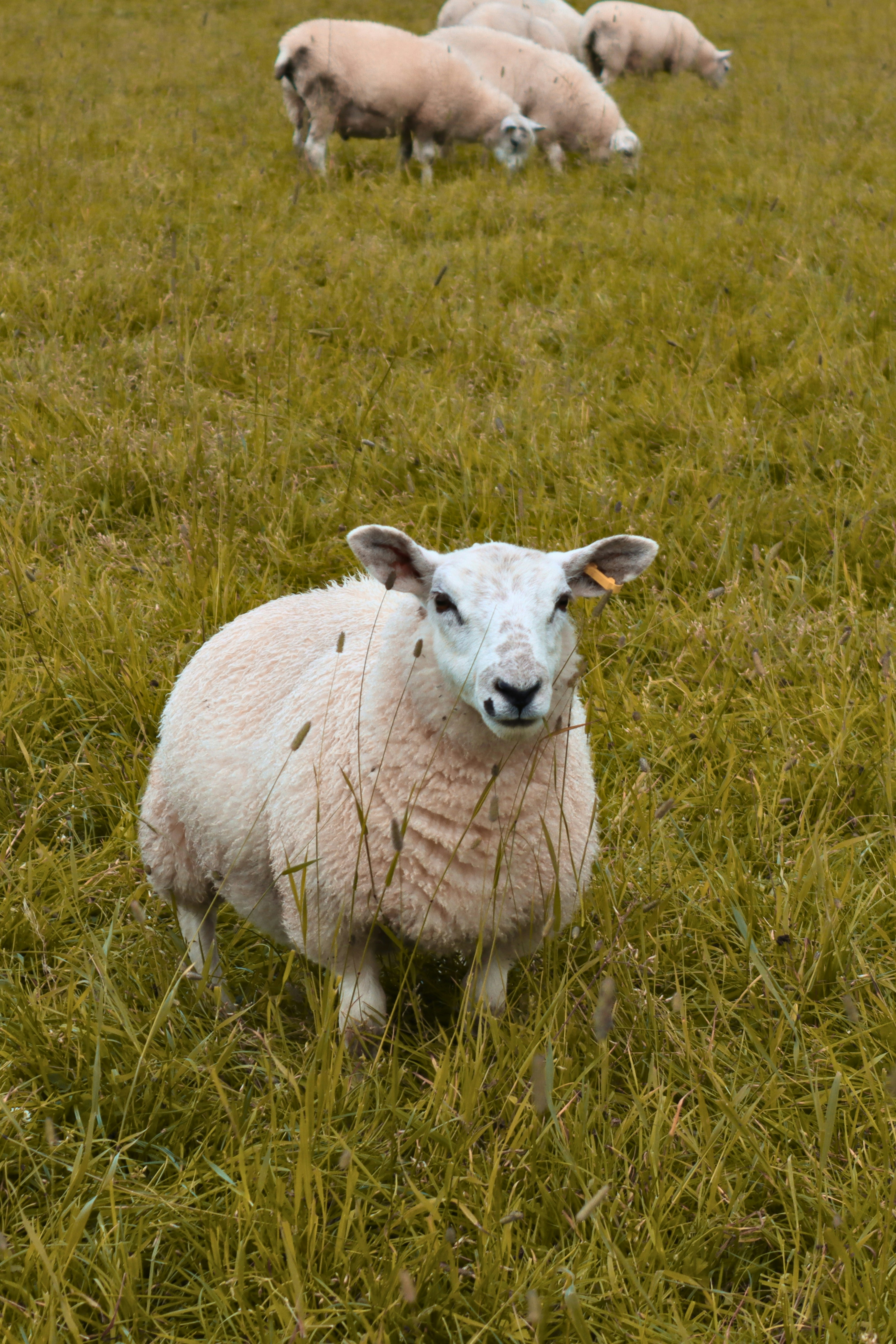 A white sheep standing in a grassy field with a small flock behind