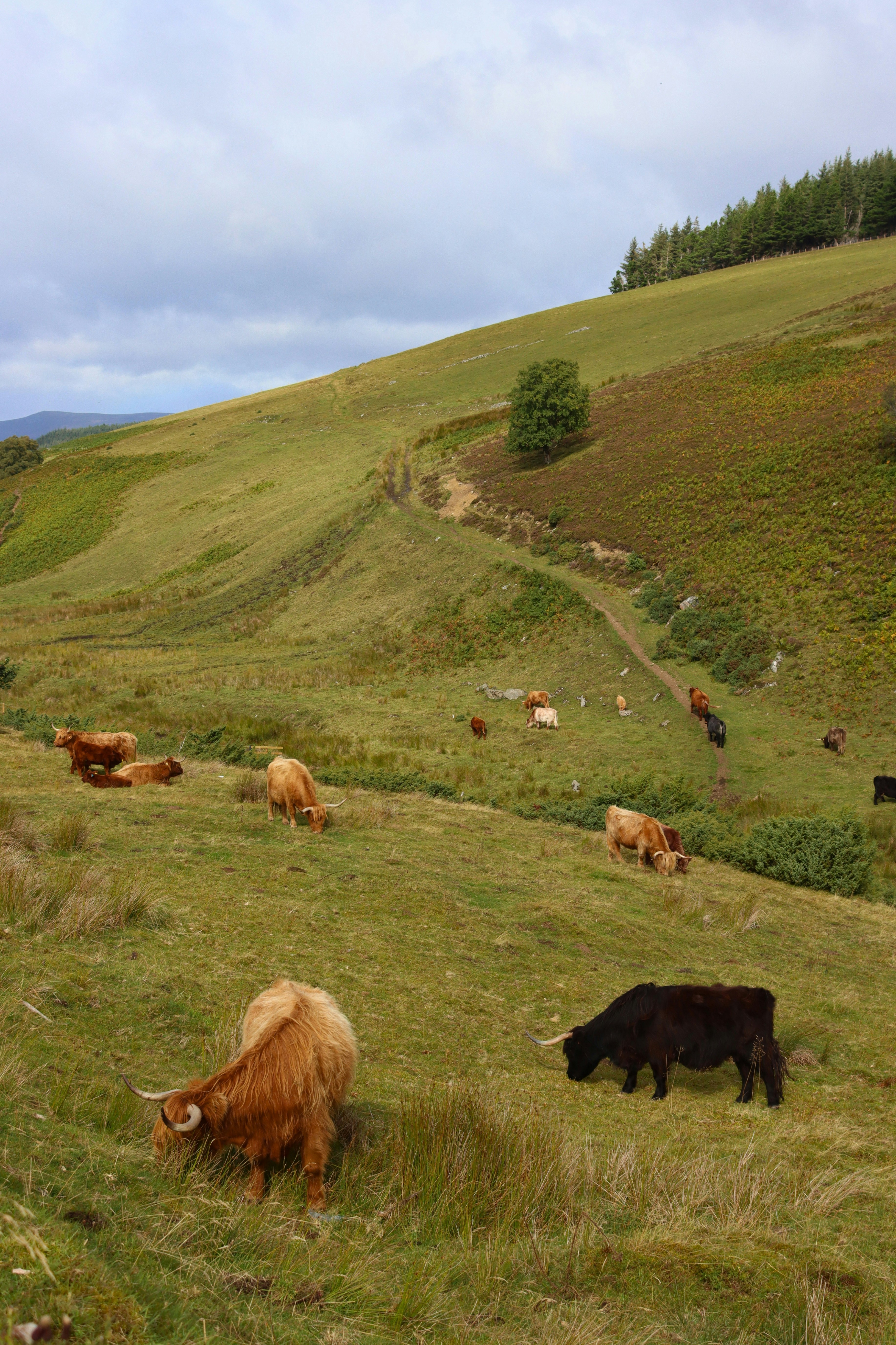 A herd of Highland cattle grazing on a grassy hillside under a cloudy sky