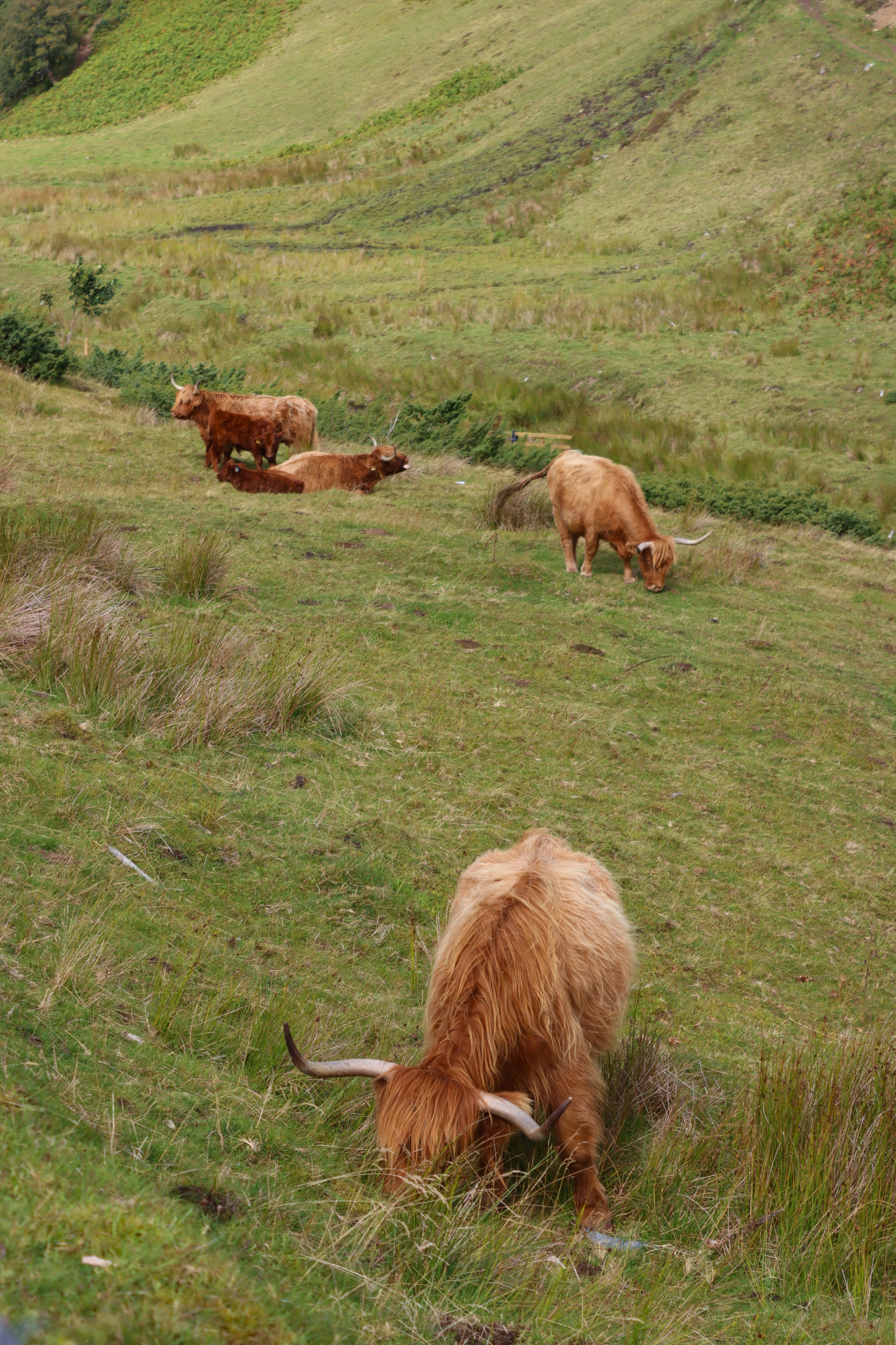 Highland cattle grazing on a grassy hillside in the Scottish Highlands