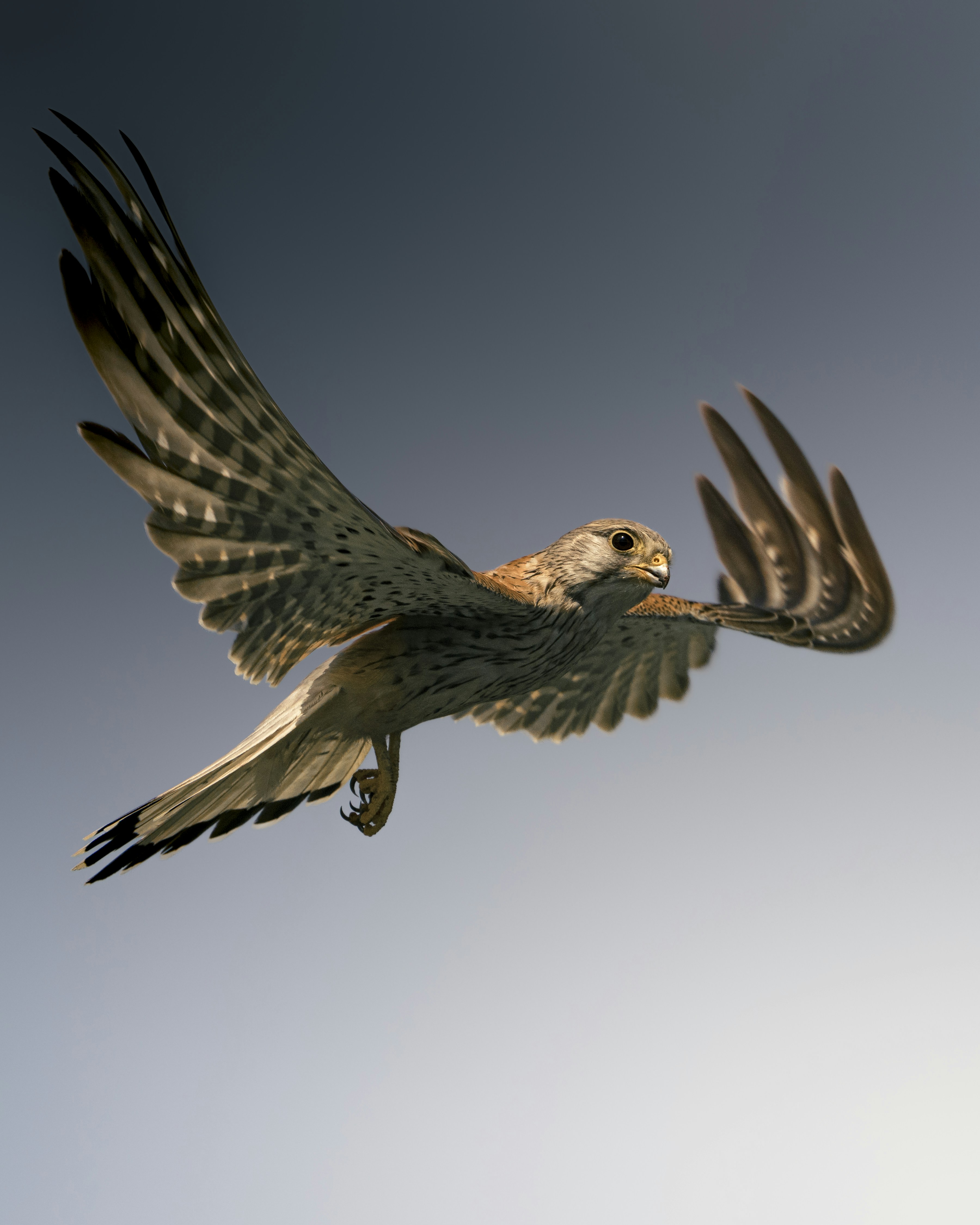 A common kestrel in flight with wings spread against a clear blue sky