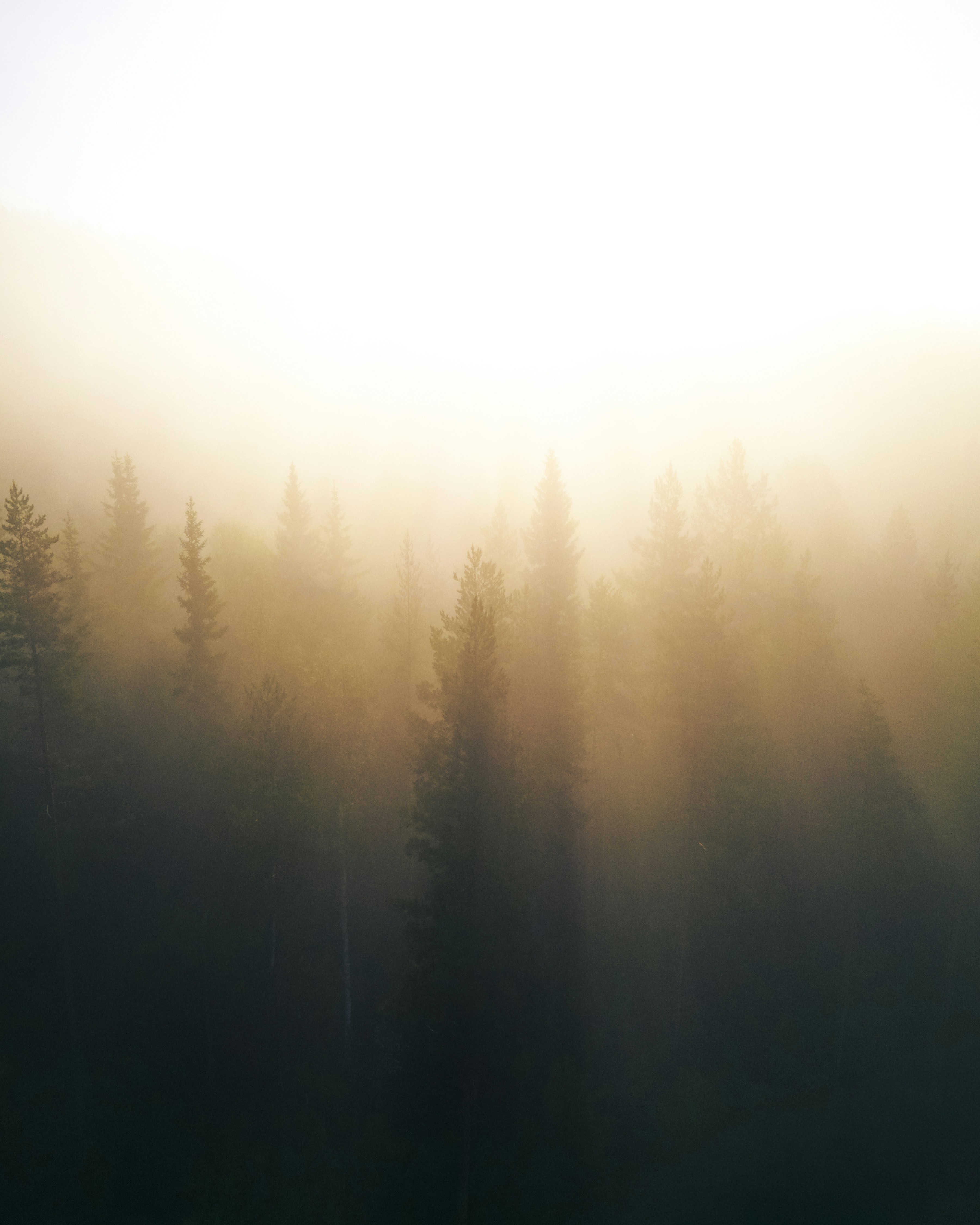 Coniferous trees emerging from thick golden morning fog in a dense forest