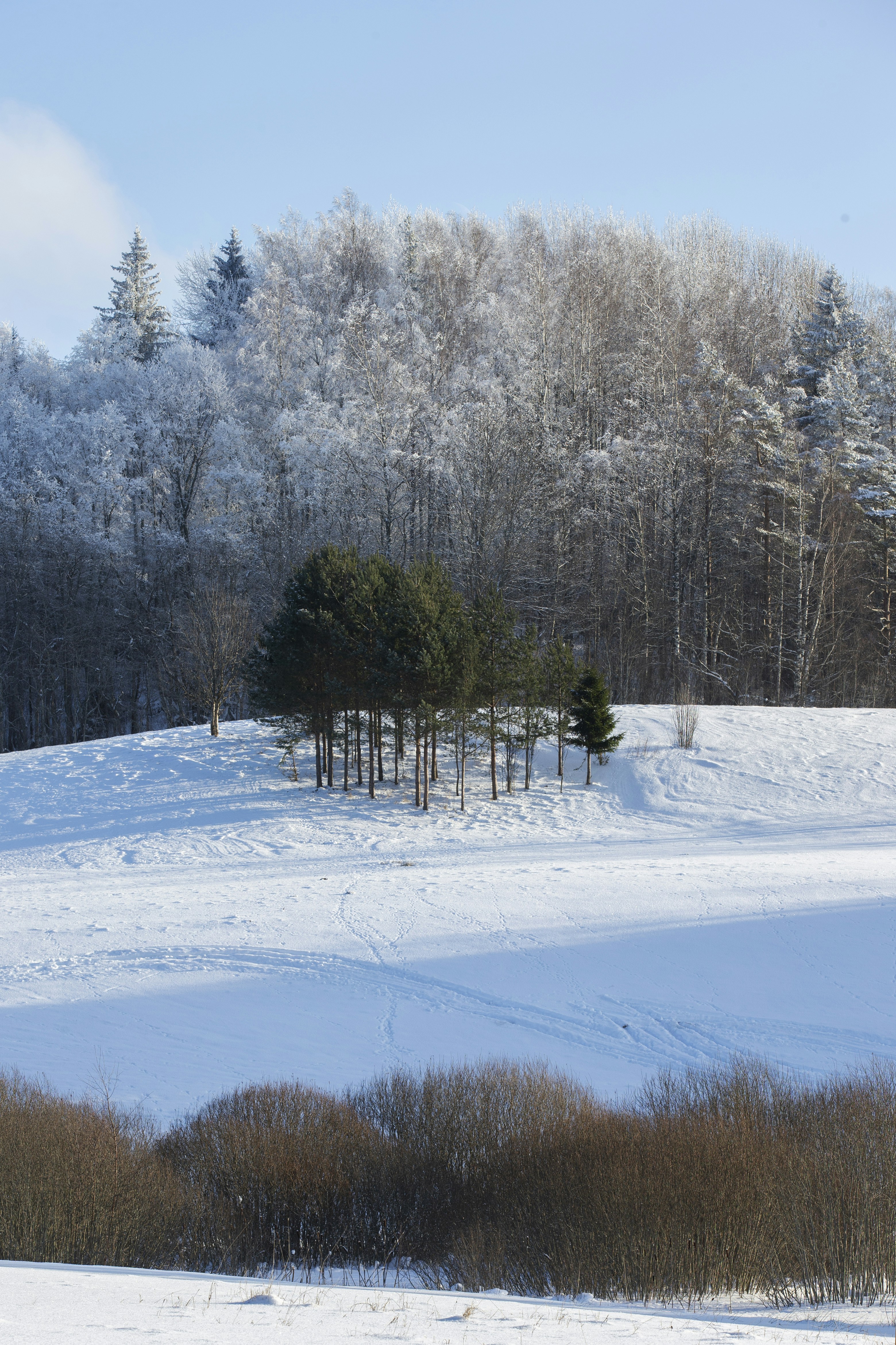 A small cluster of pine trees on a snow-covered hill before a frosted forest