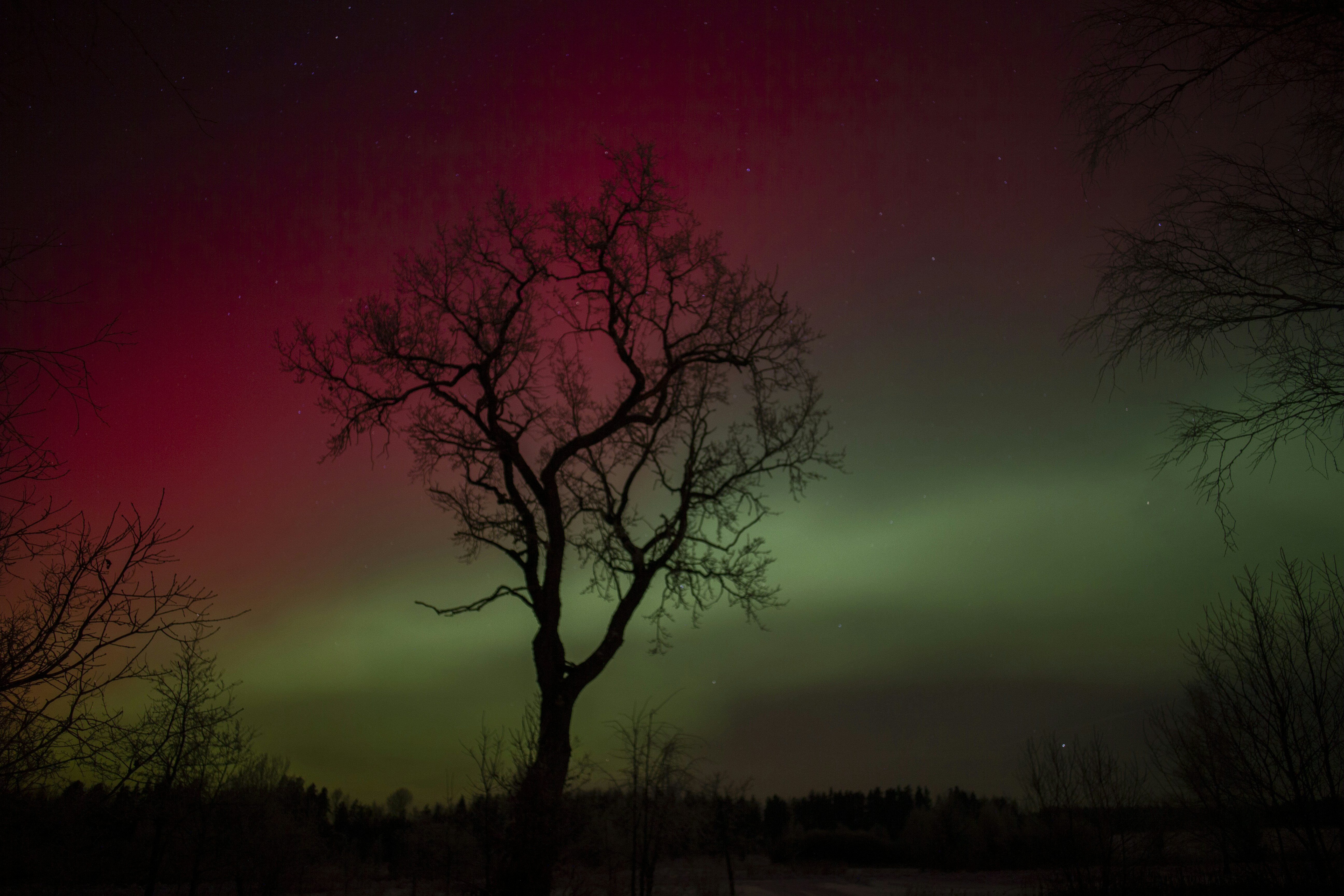 A bare tree silhouetted against a vibrant red and green aurora borealis sky
