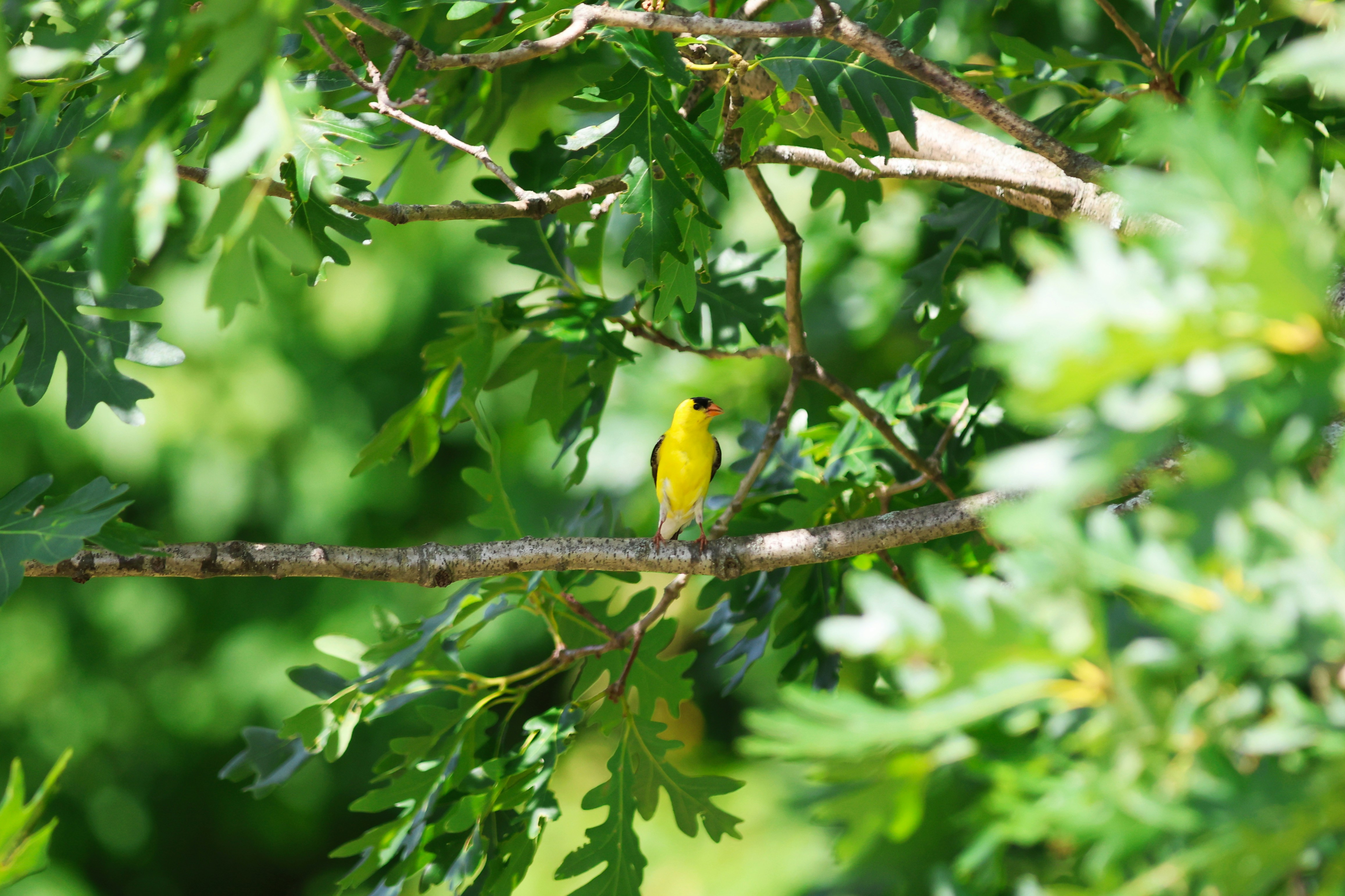 A bright yellow American goldfinch perched on a thin oak tree branch