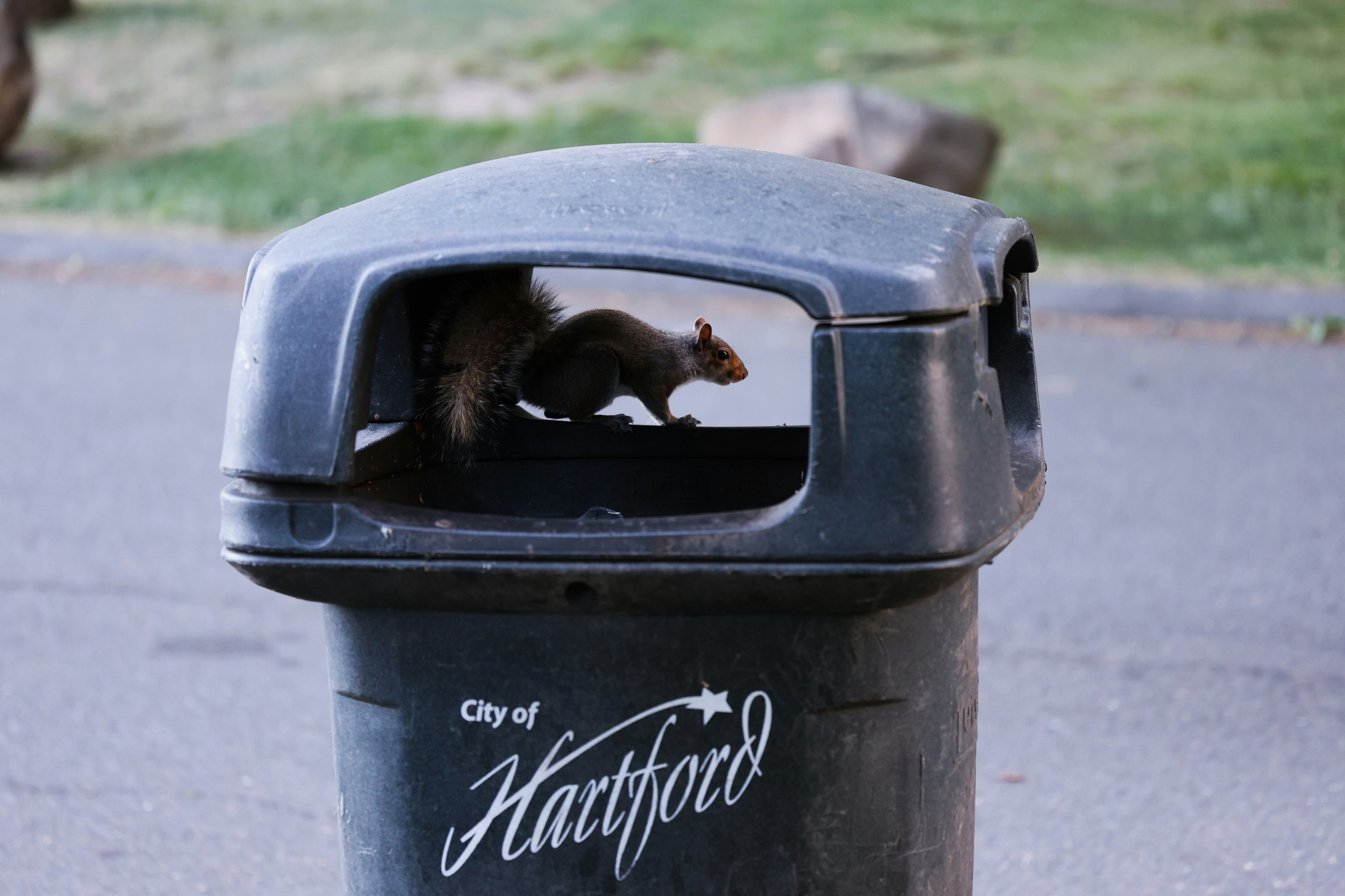 A squirrel inside a black trash bin with City of Hartford branding