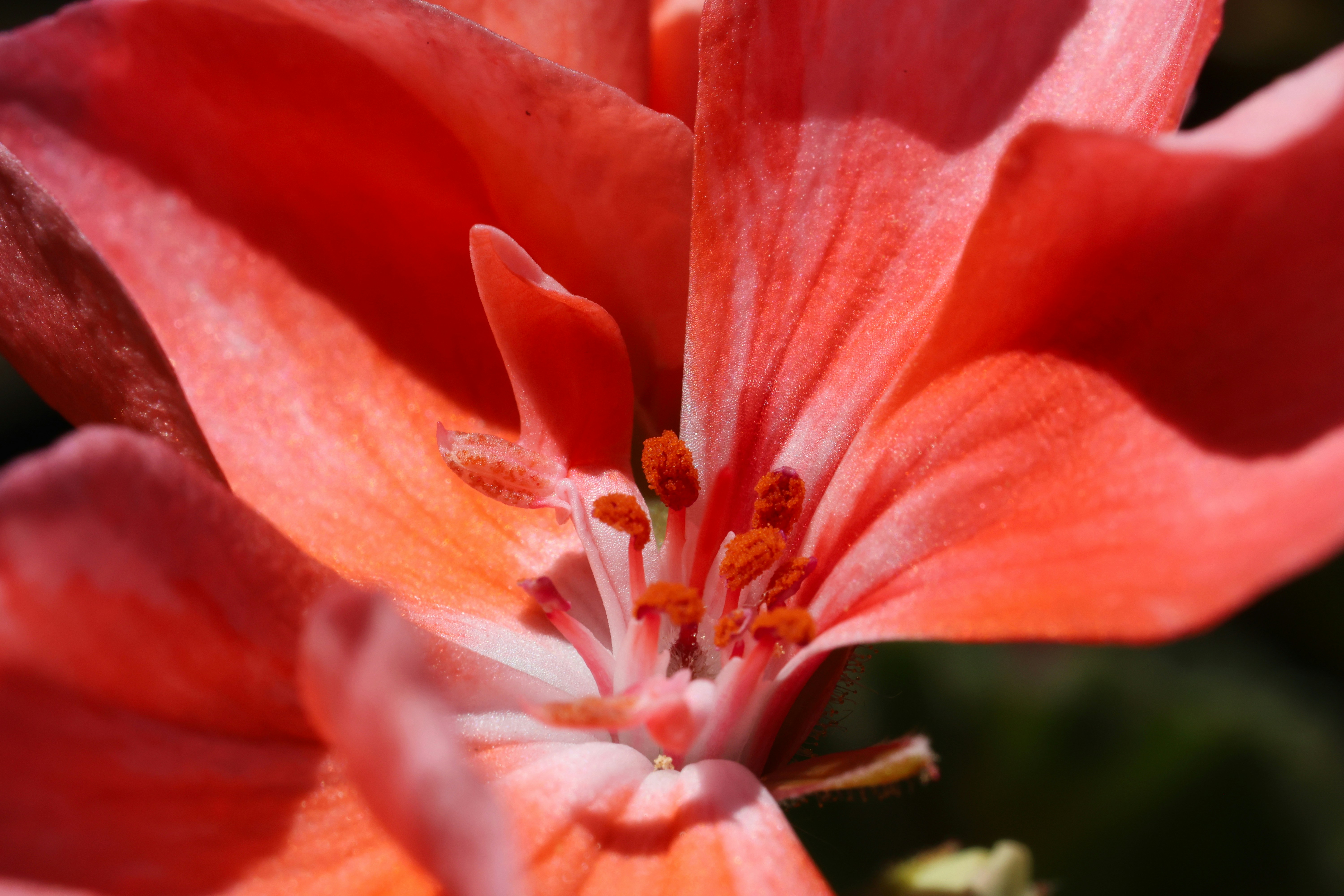 Macro view of a vibrant coral geranium flower with visible orange pollen stamens