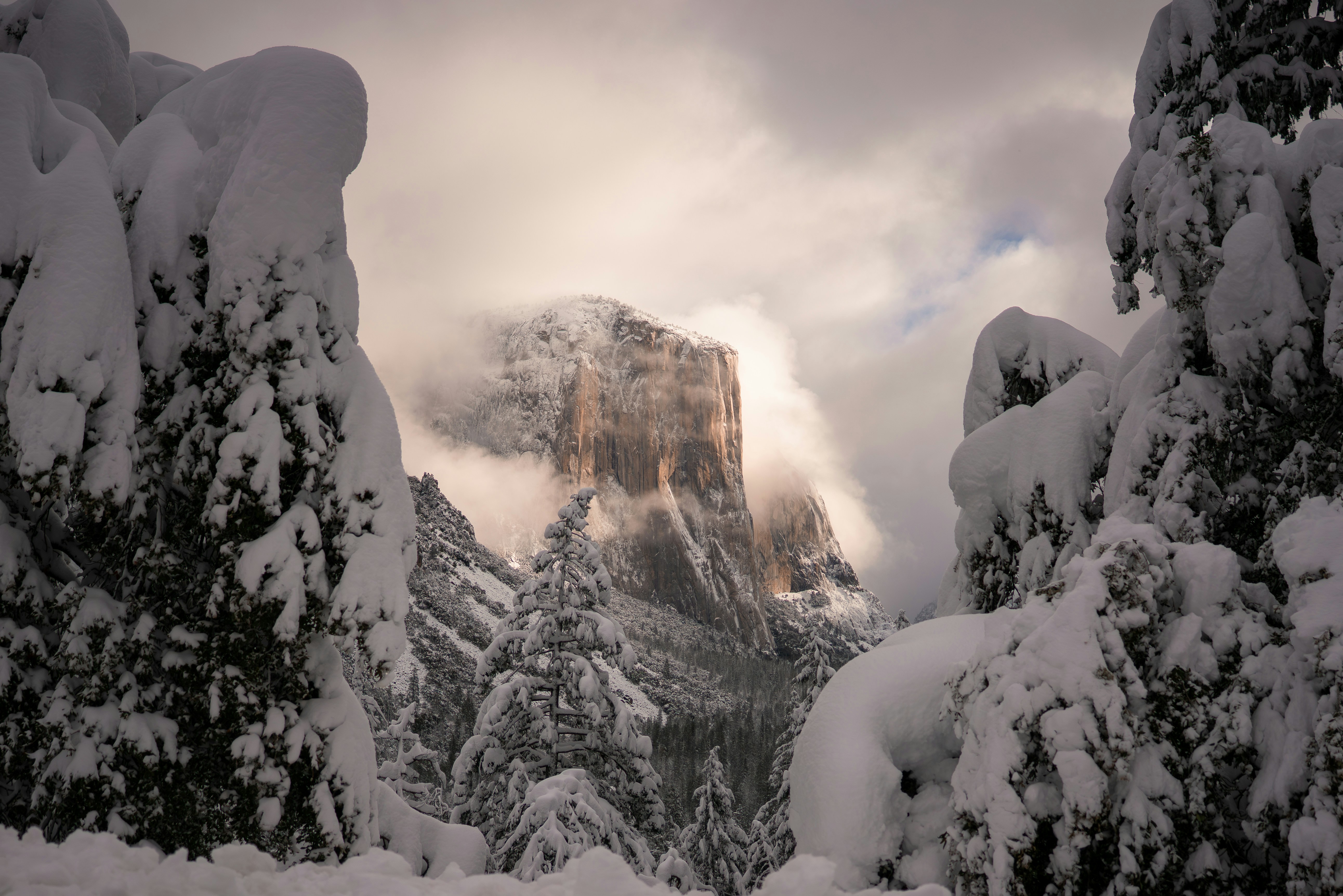El Capitan granite monolith rising through clouds above snow covered pine trees in Yosemite