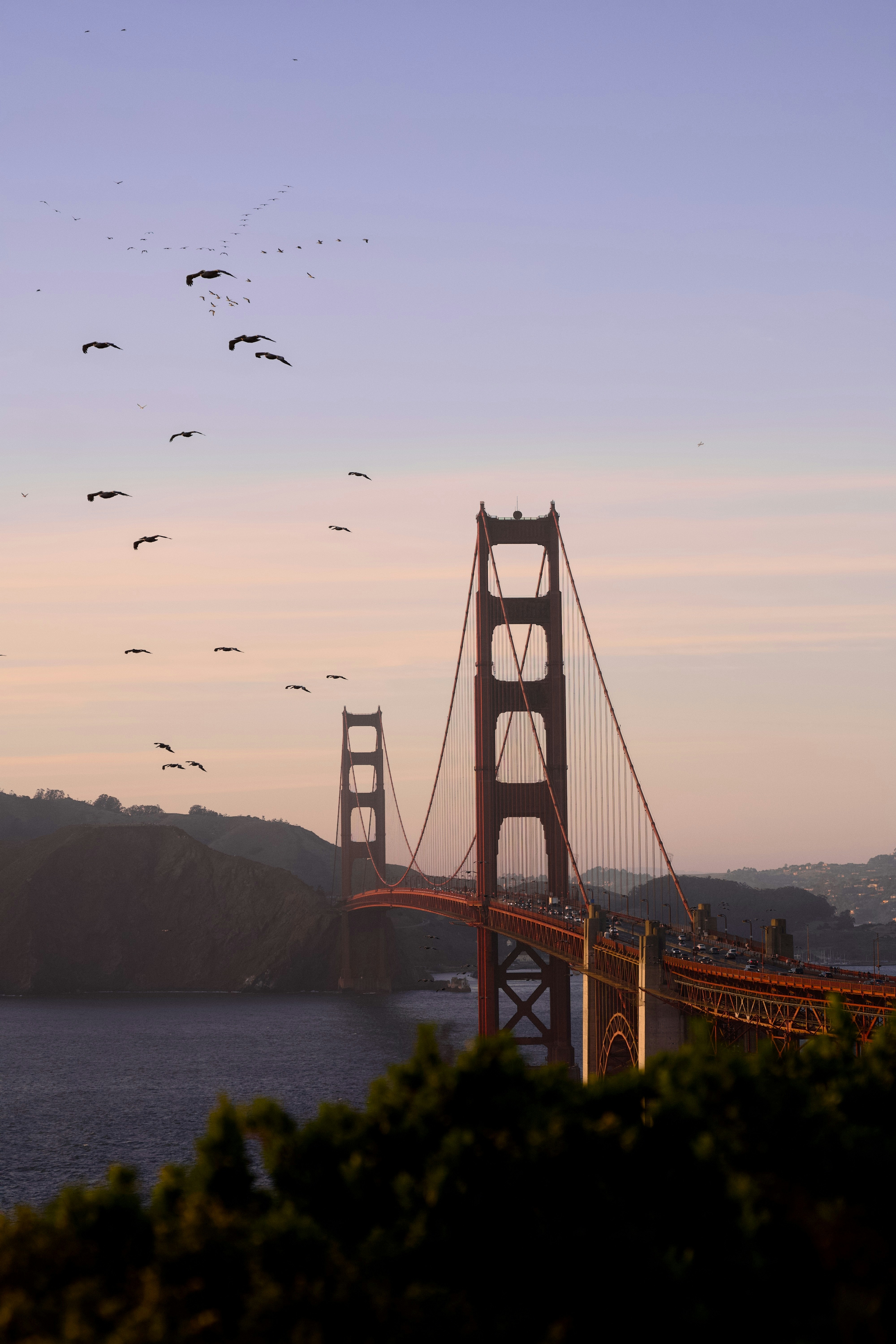 A flock of birds flying over the Golden Gate Bridge in San Francisco