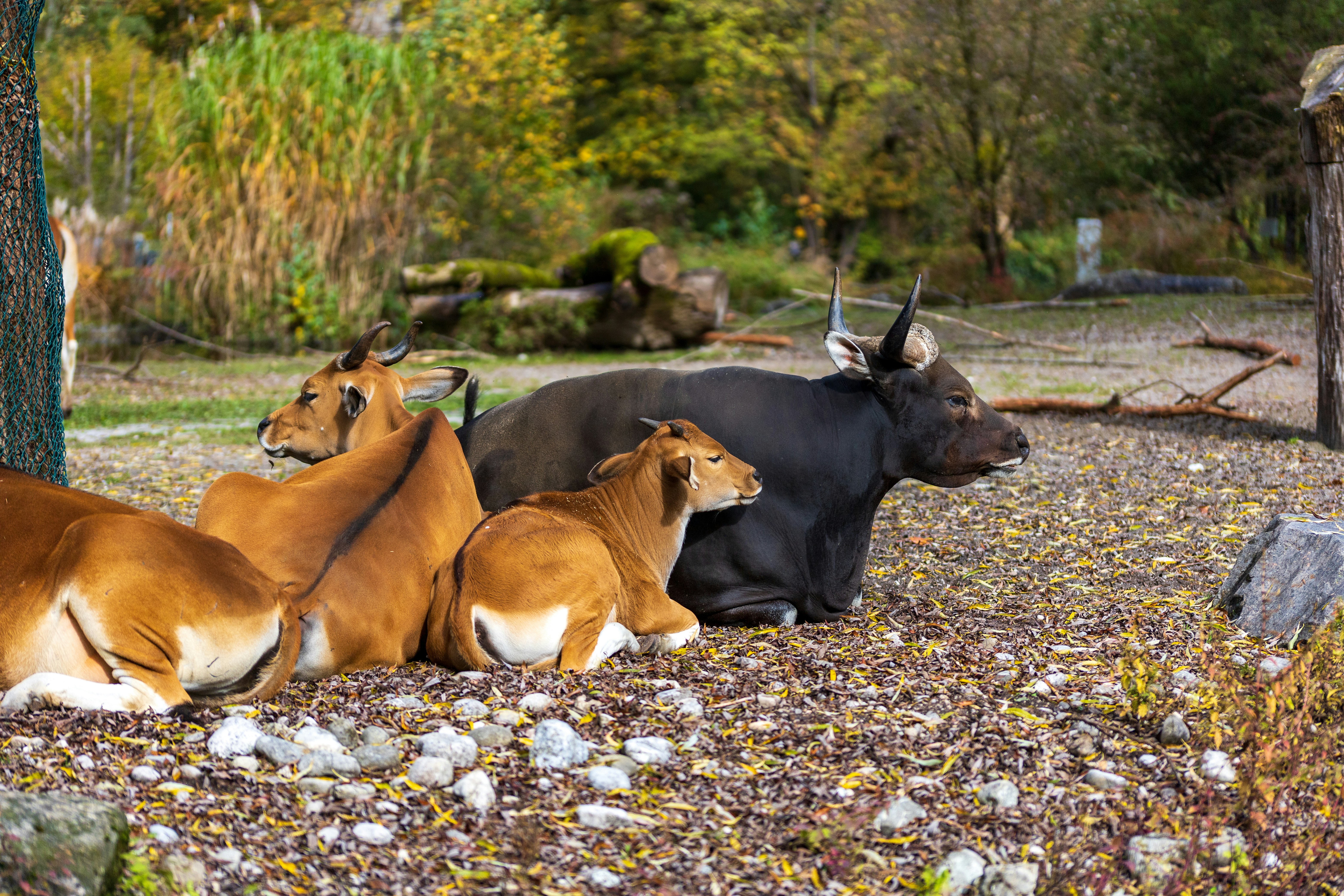 A group of banteng cattle resting on a bed of fallen autumn leaves
