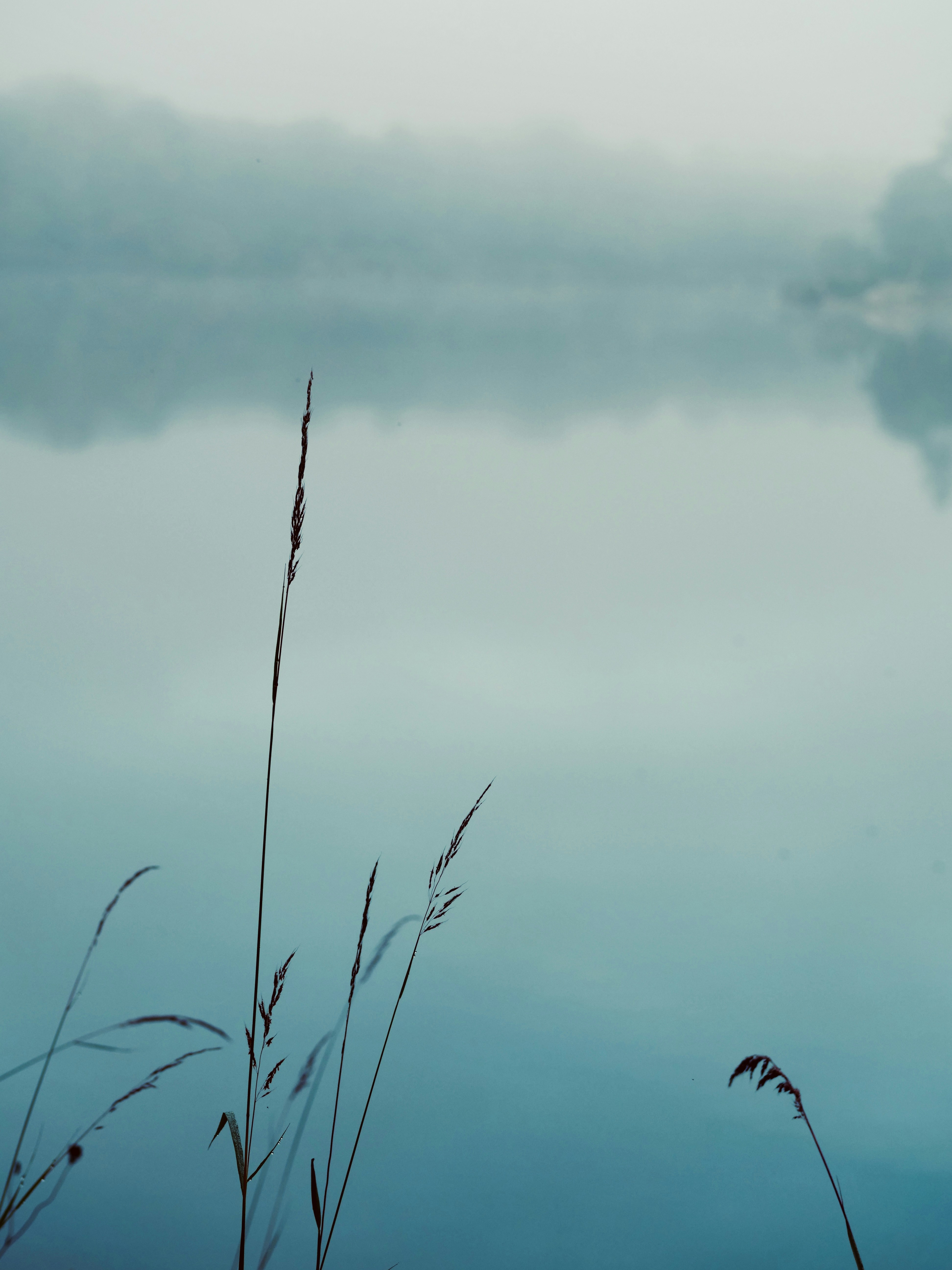 Tall thin blades of grass against a calm misty lake