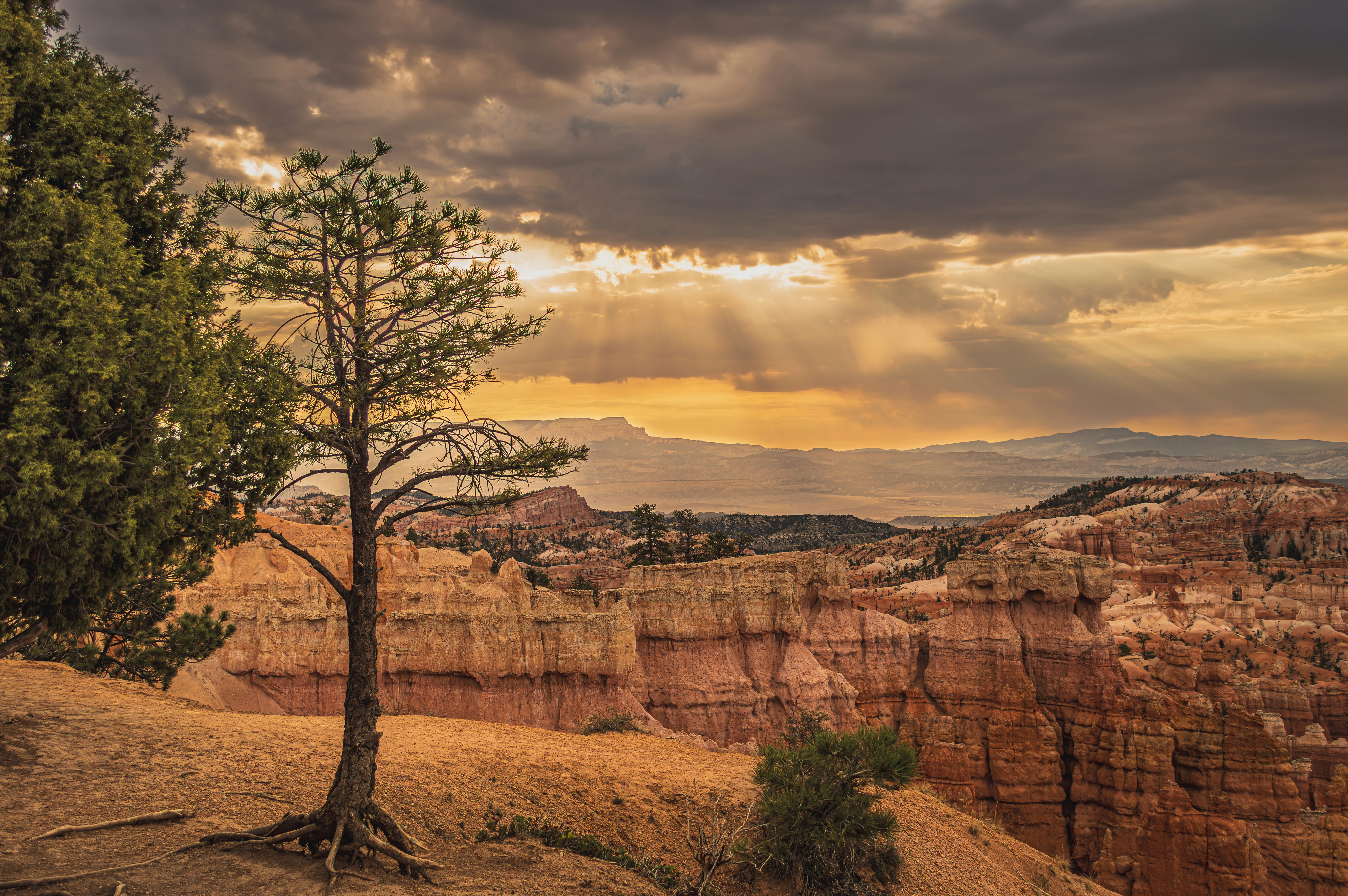 A lone pine tree on a rocky ridge overlooking a canyon at golden hour