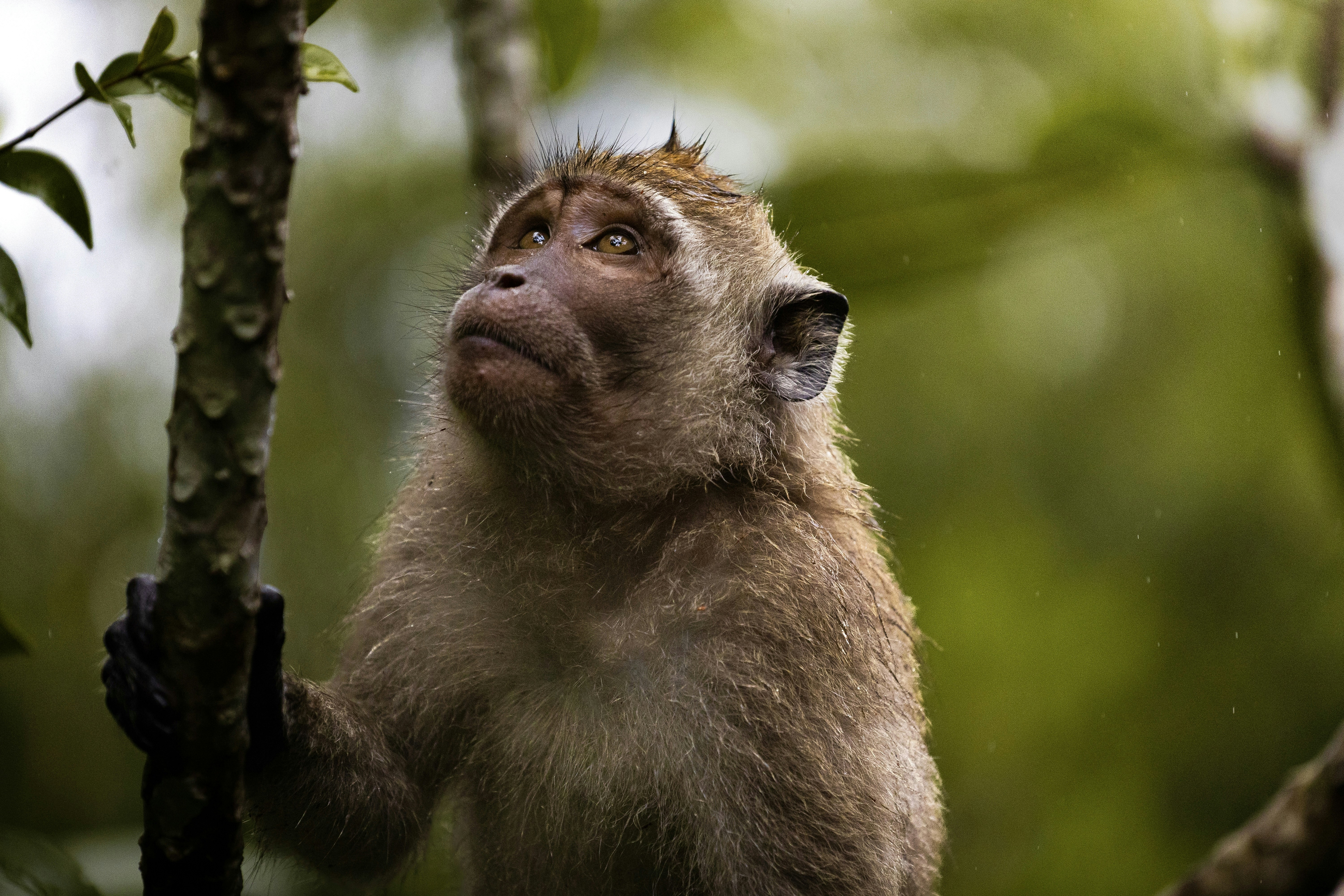 Um macaco de cauda longa olhando para cima enquanto se agarra a uma árvore em uma floresta