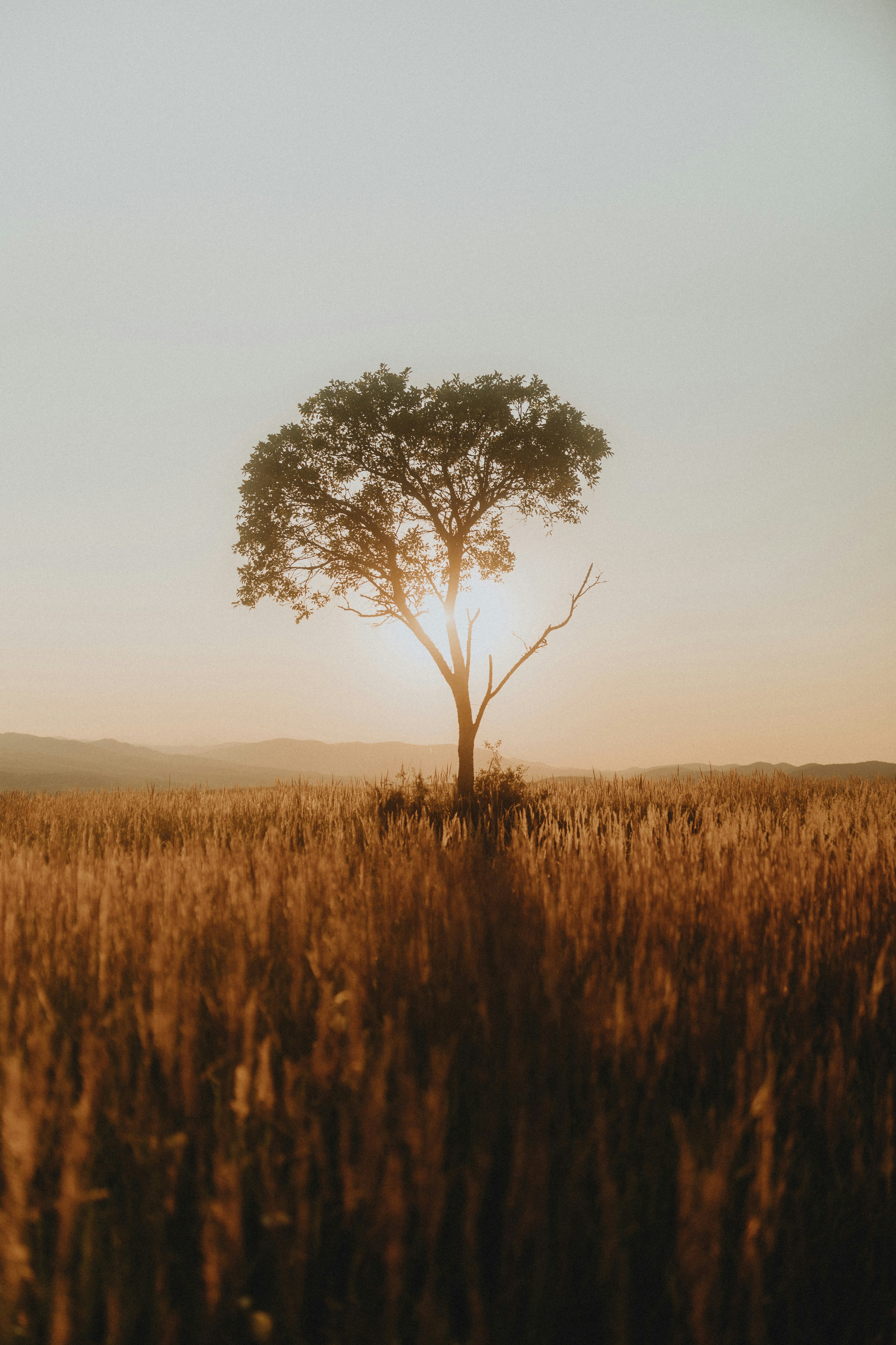 A lone tree in a field of tall grass backlit by low sun