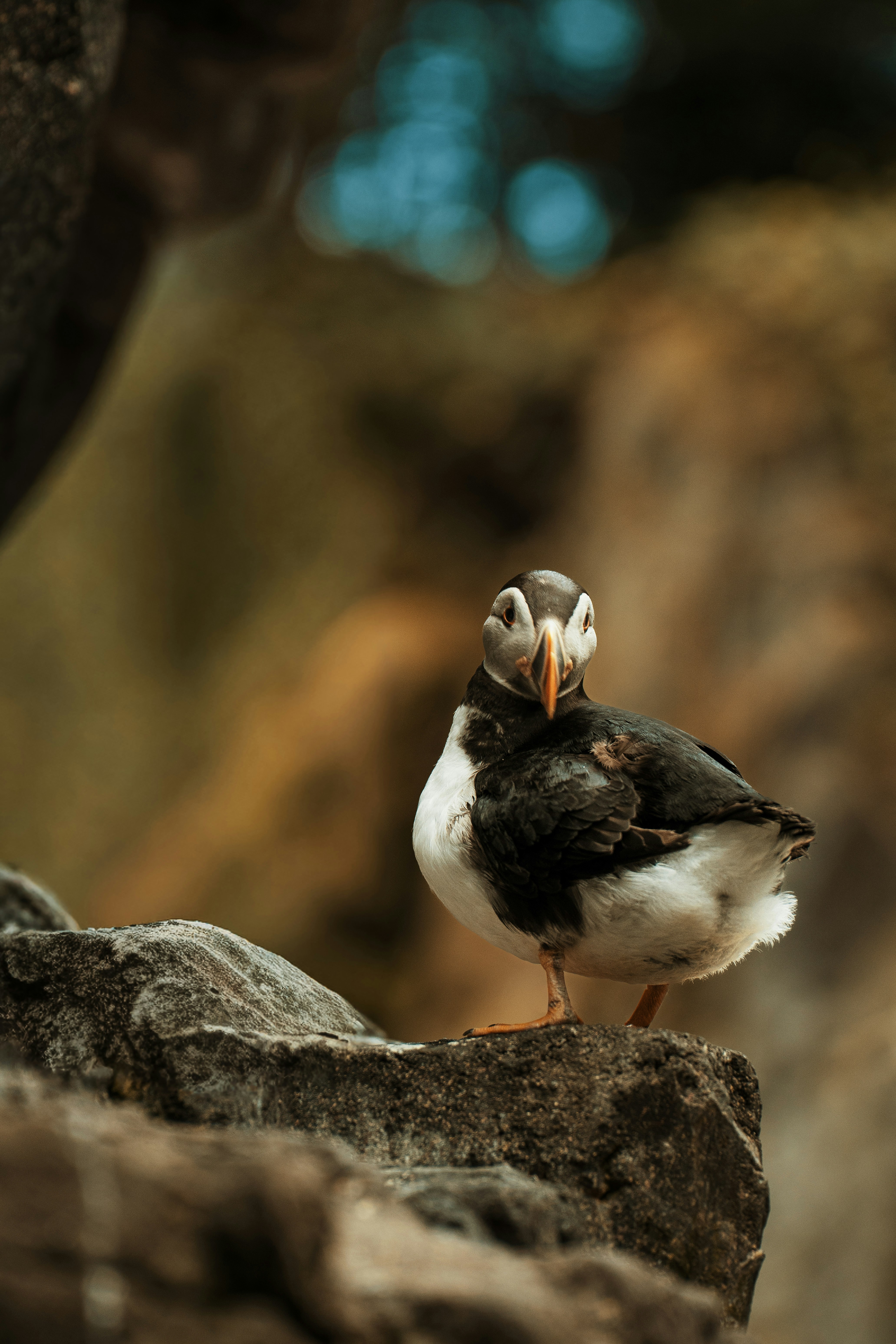 An Atlantic puffin with a black and white body on a dark rocky ledge