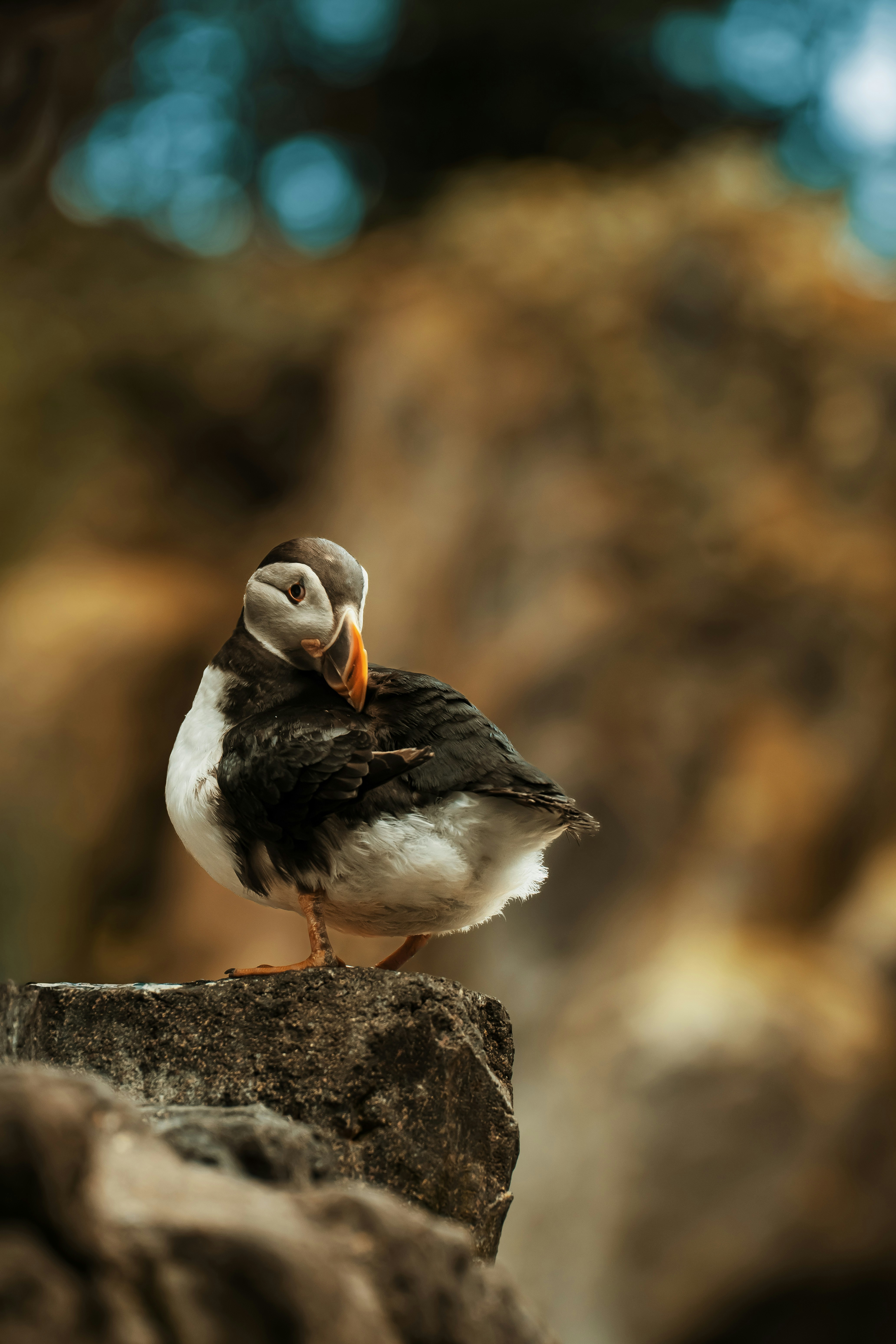 An Atlantic puffin with a colorful beak preening its feathers on a rock