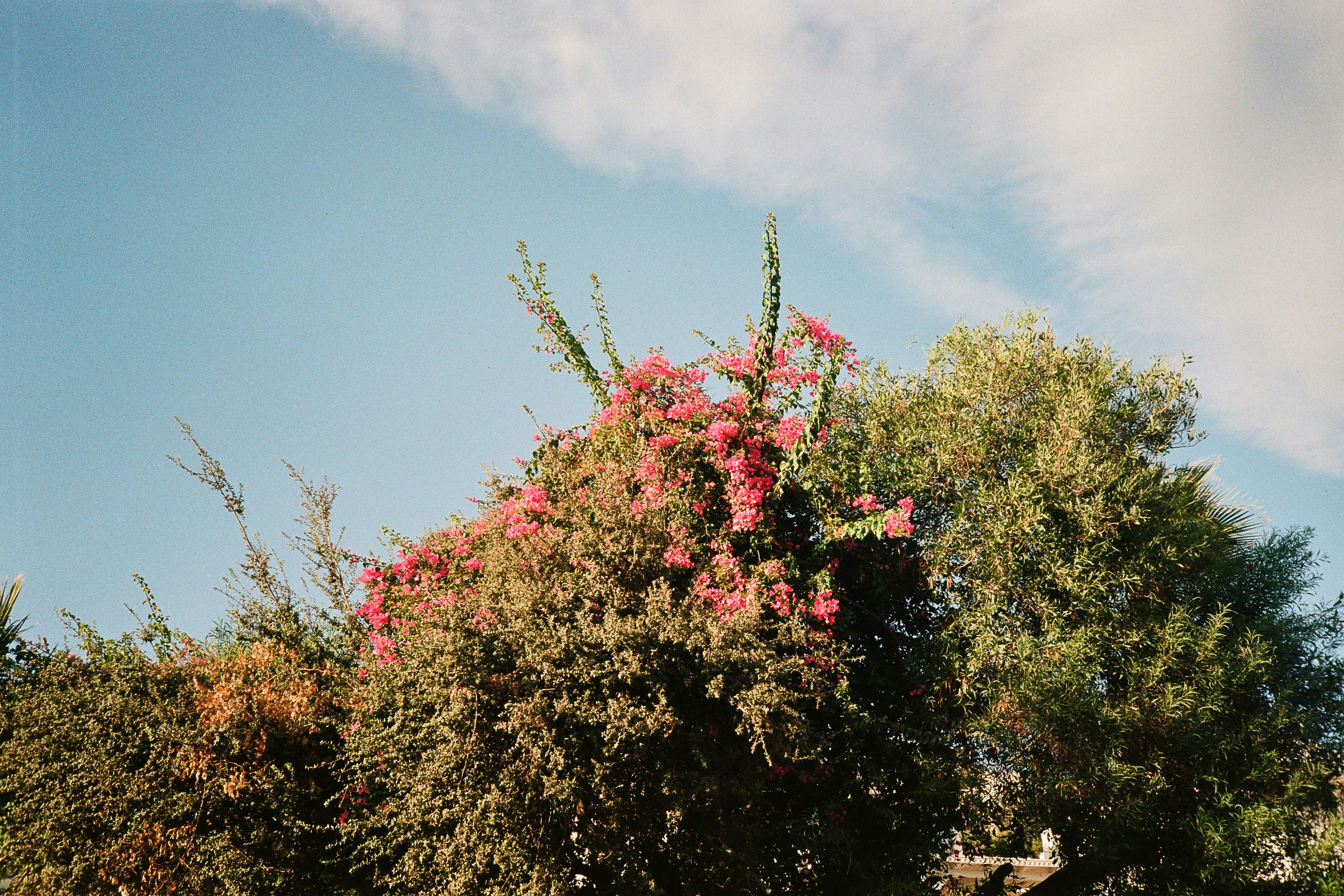 Pink bougainvillea flowers blooming on a bush against a clear blue sky in Bodrum