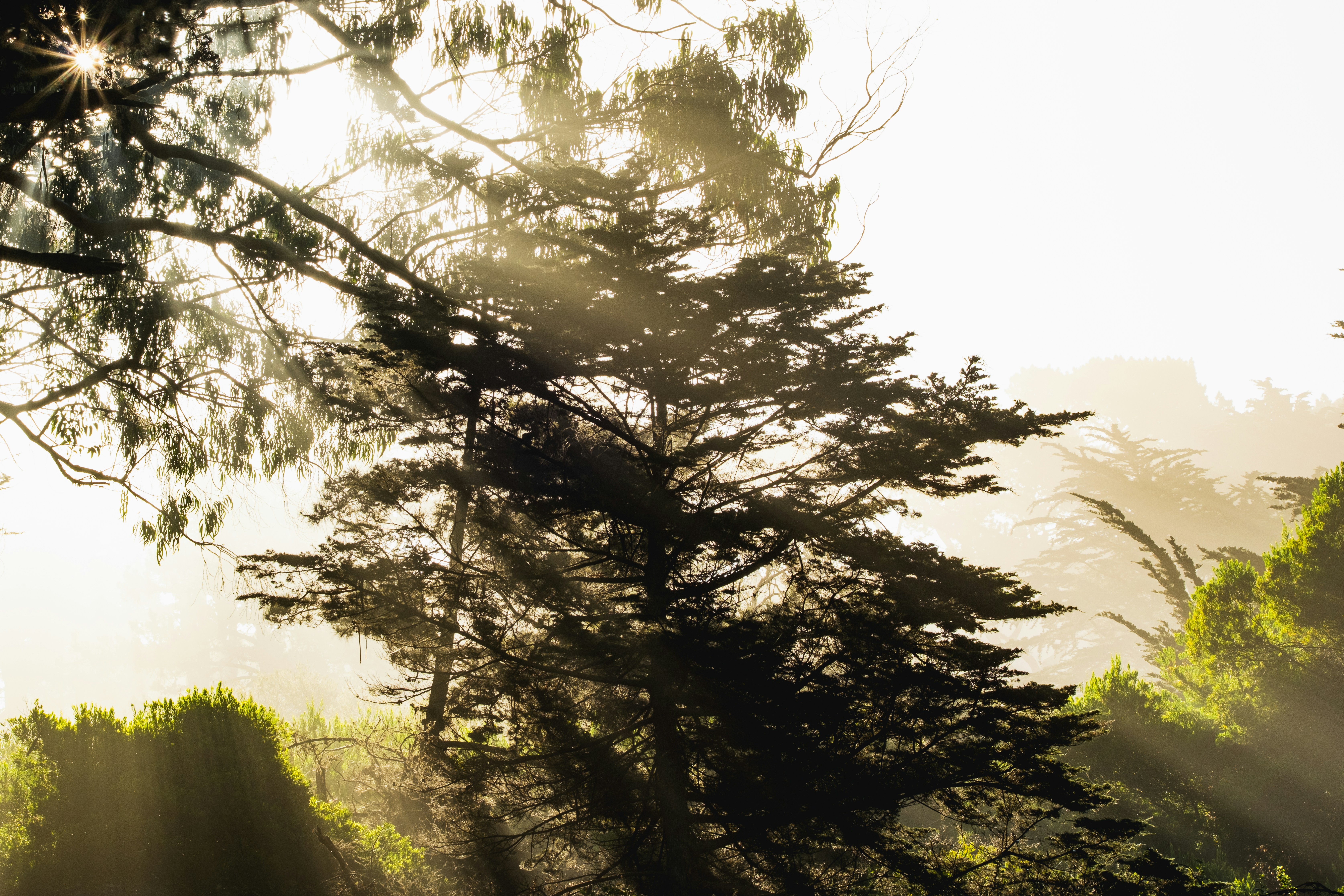 Sonnenlicht, das durch Bäume in einem nebligen Wald in San Francisco strömt.