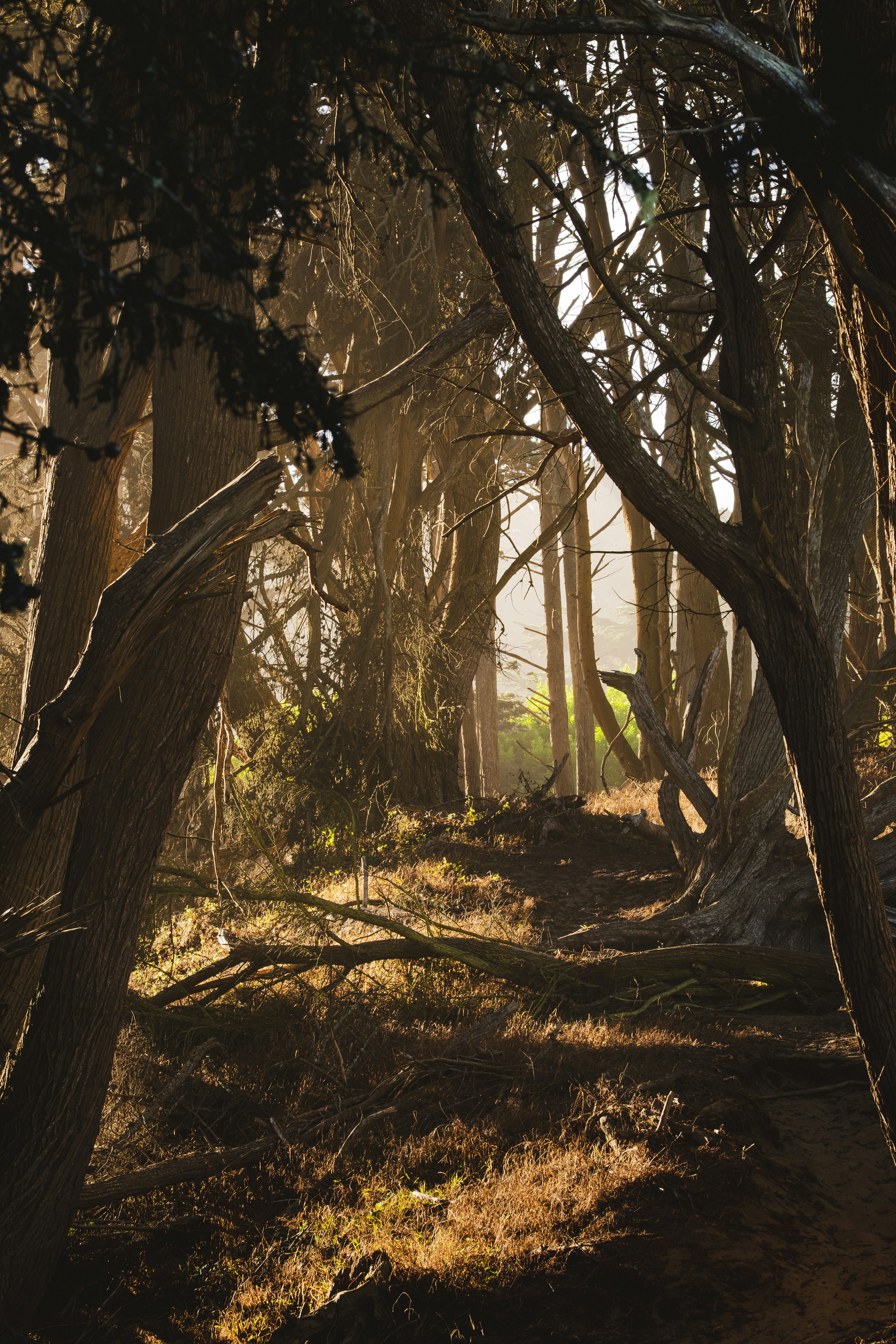 Sonnenlicht, das durch dichte Zypressen in einem Wald in San Francisco fällt.