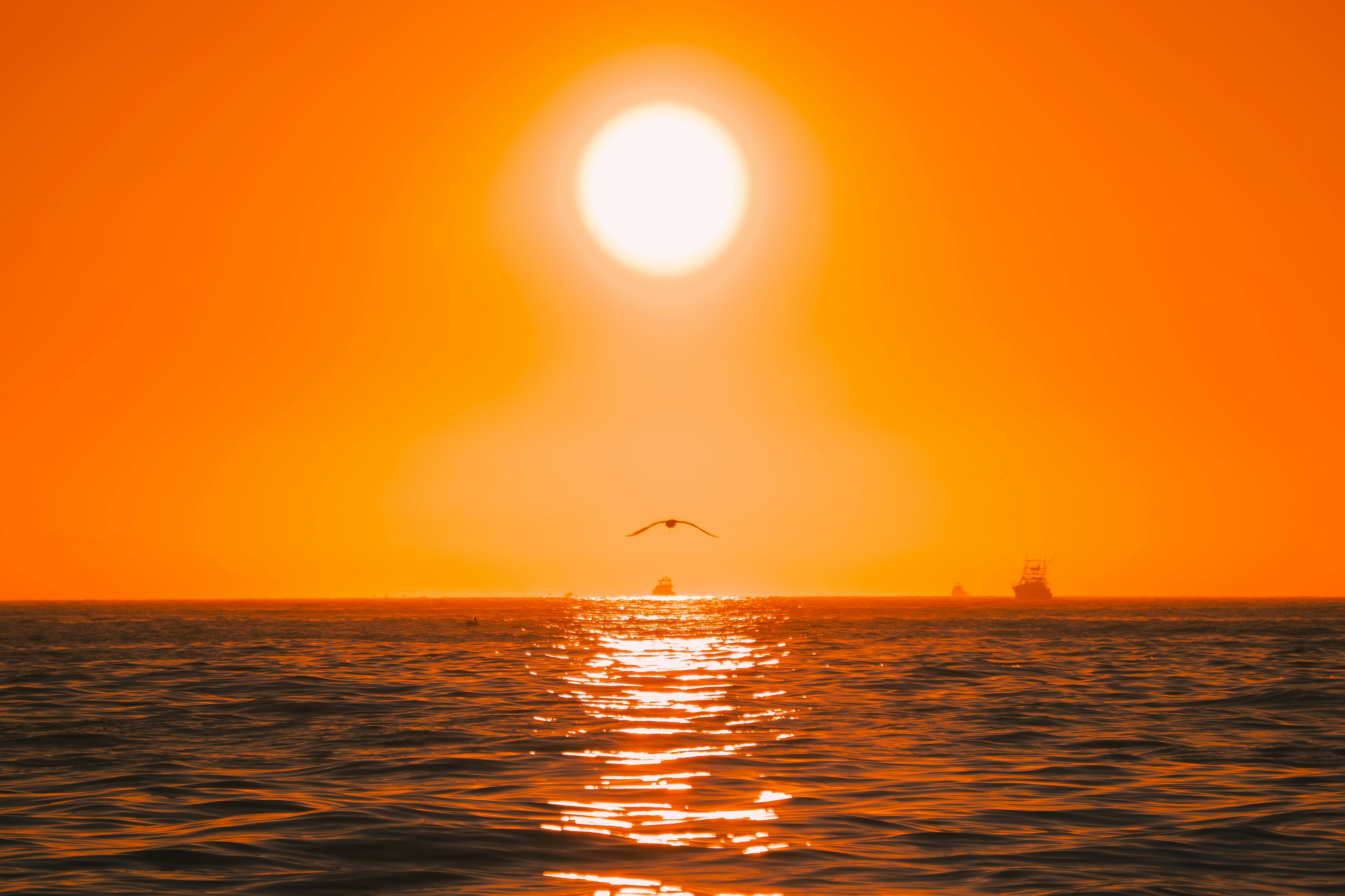 A bird flying over the ocean under a bright low sun - 相关推荐