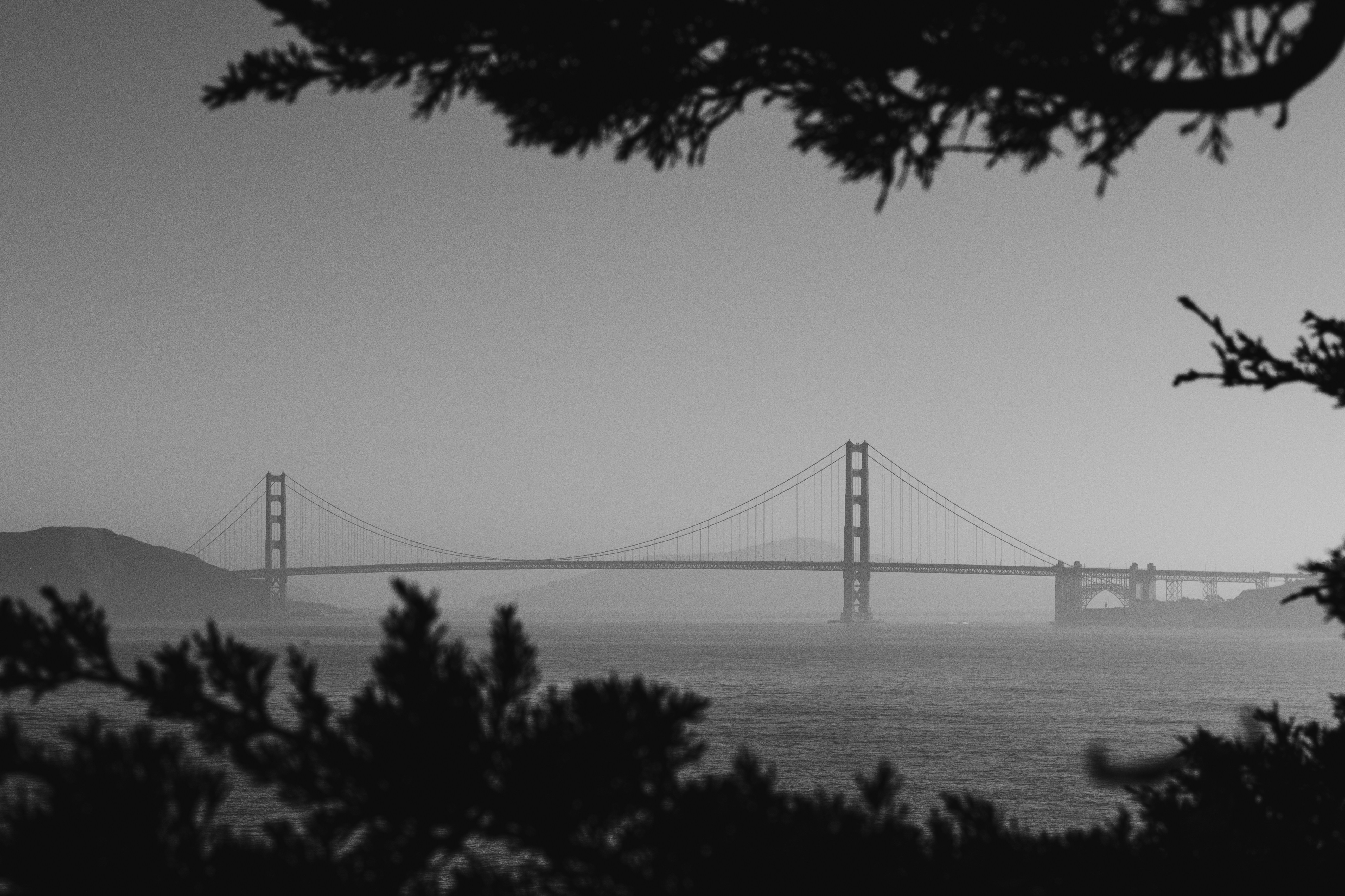 Die Golden Gate Bridge in San Francisco, eingerahmt von dunklen Ästen