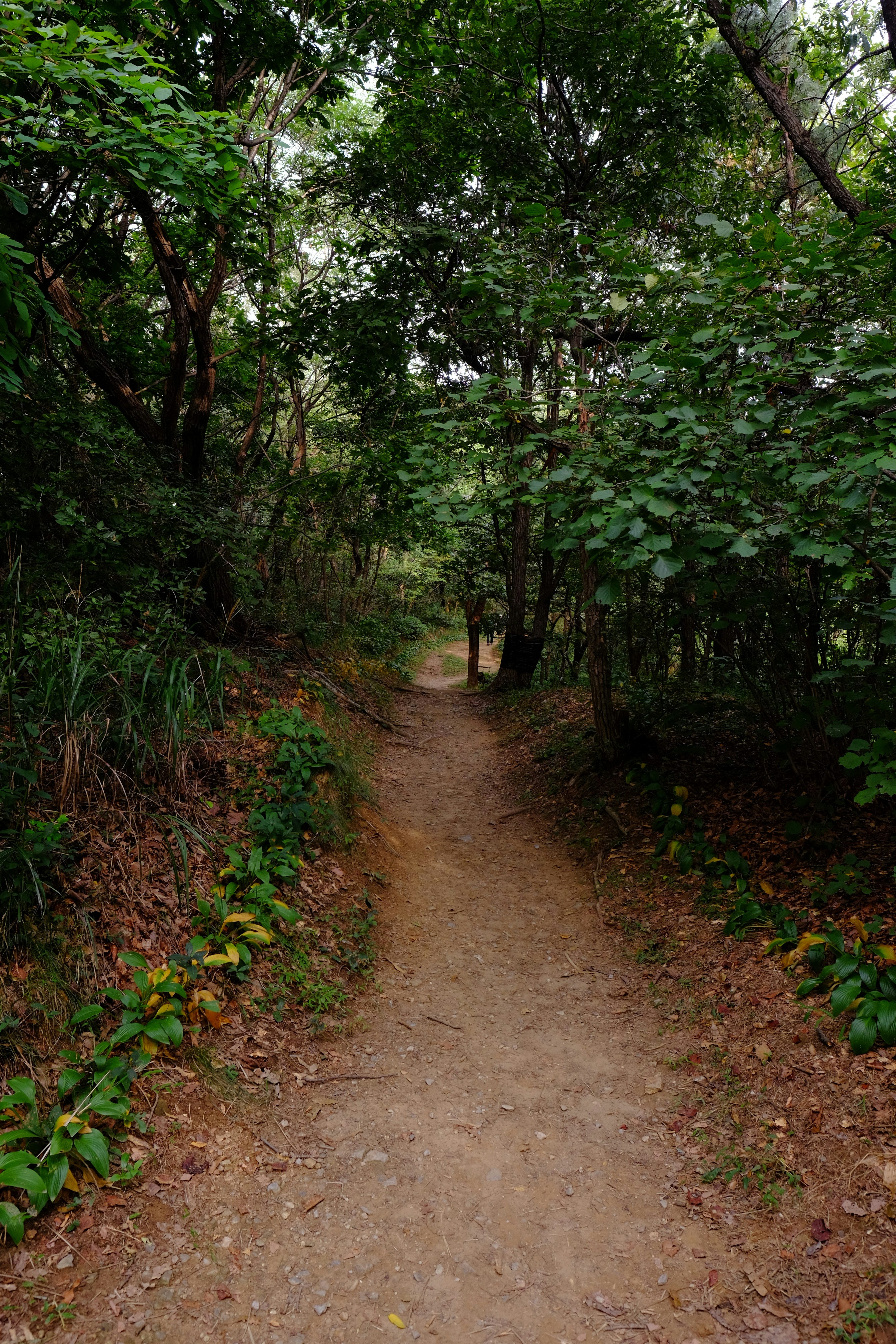 A narrow dirt path winding through a dense forest with lush green foliage