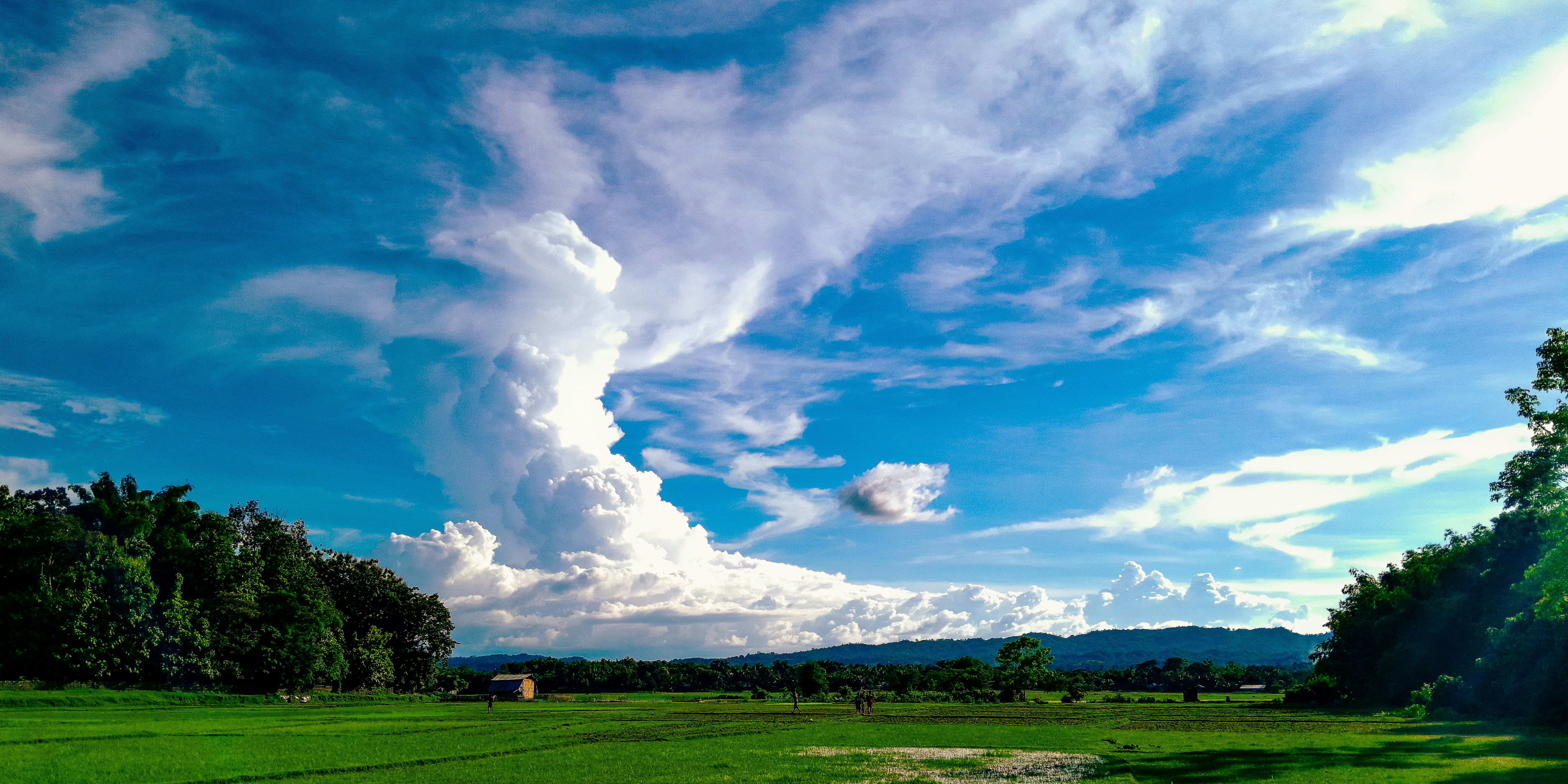 A small house in a green rice field under a large white cloud