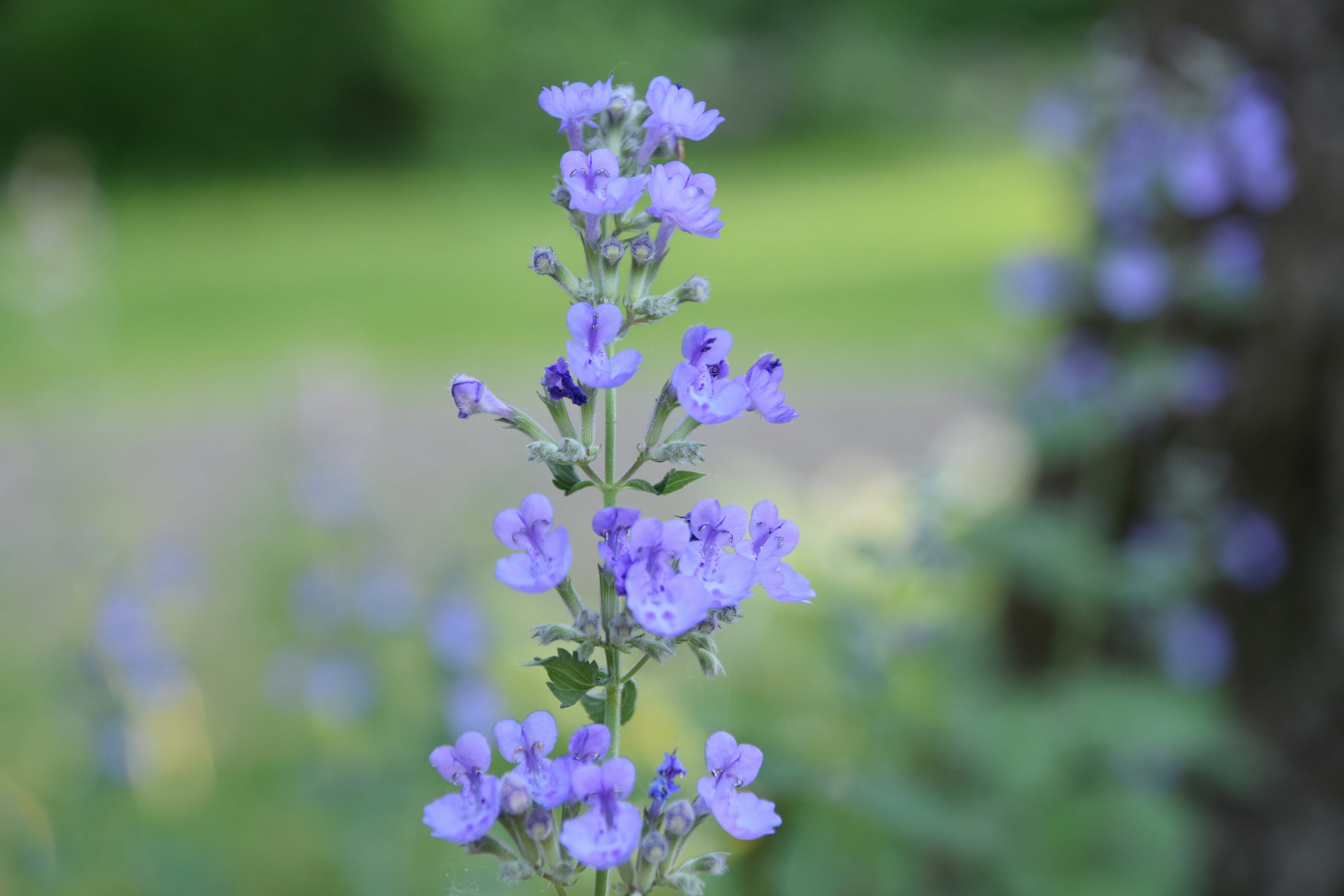 A tall stalk of purple catmint flowers against a soft green garden background