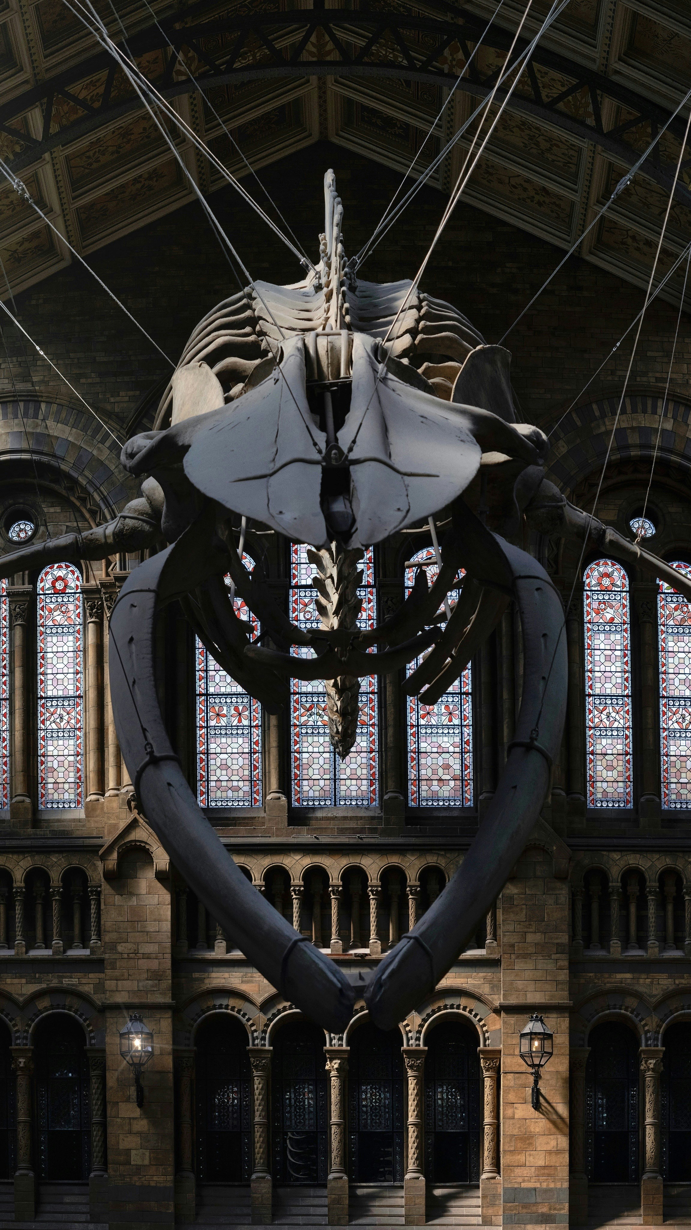 Whale skeleton in historic building - Free Photo on Unsplash