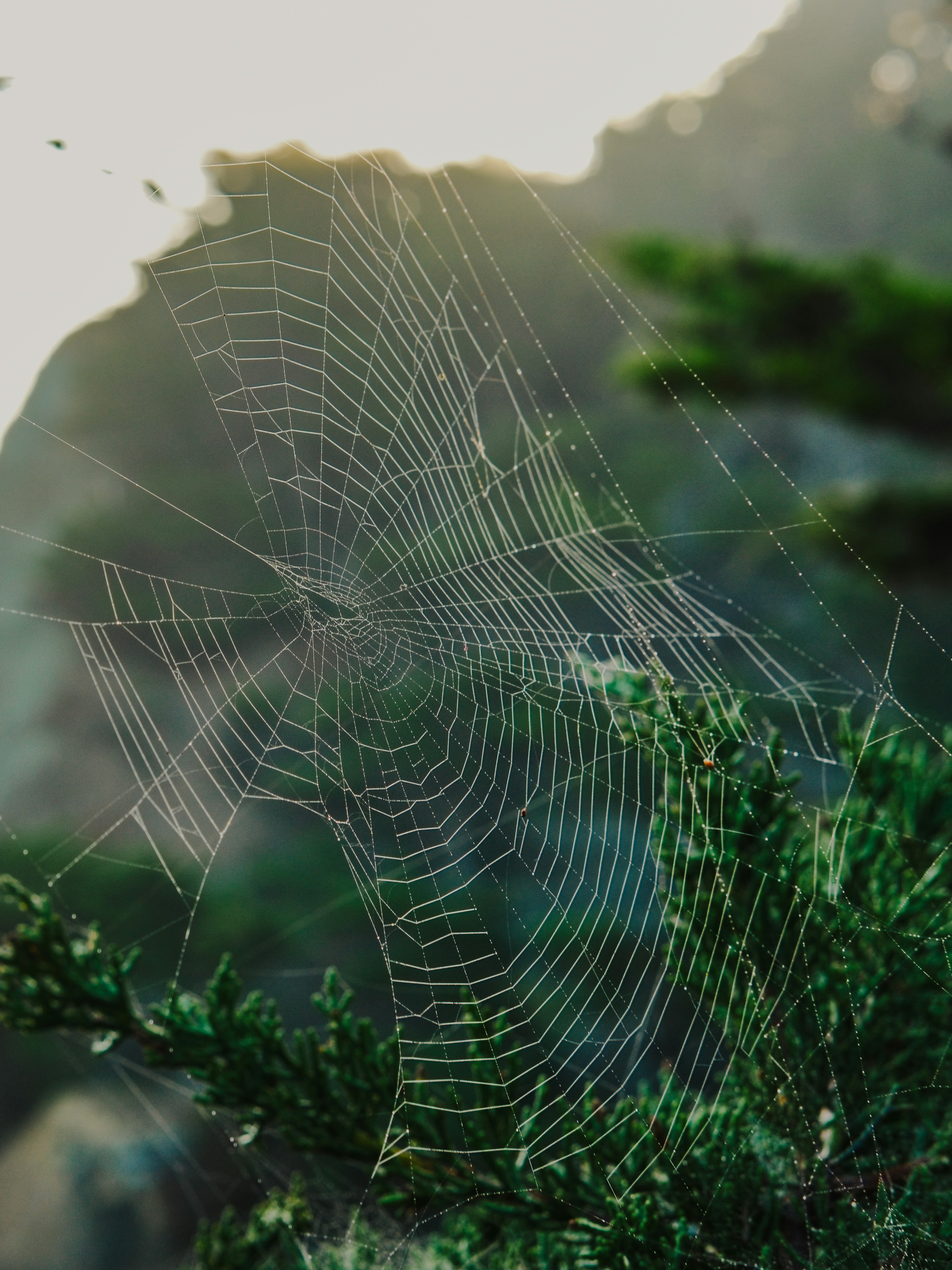 Ein zartes Spinnennetz mit Tautropfen auf einem grünen Nadelzweig