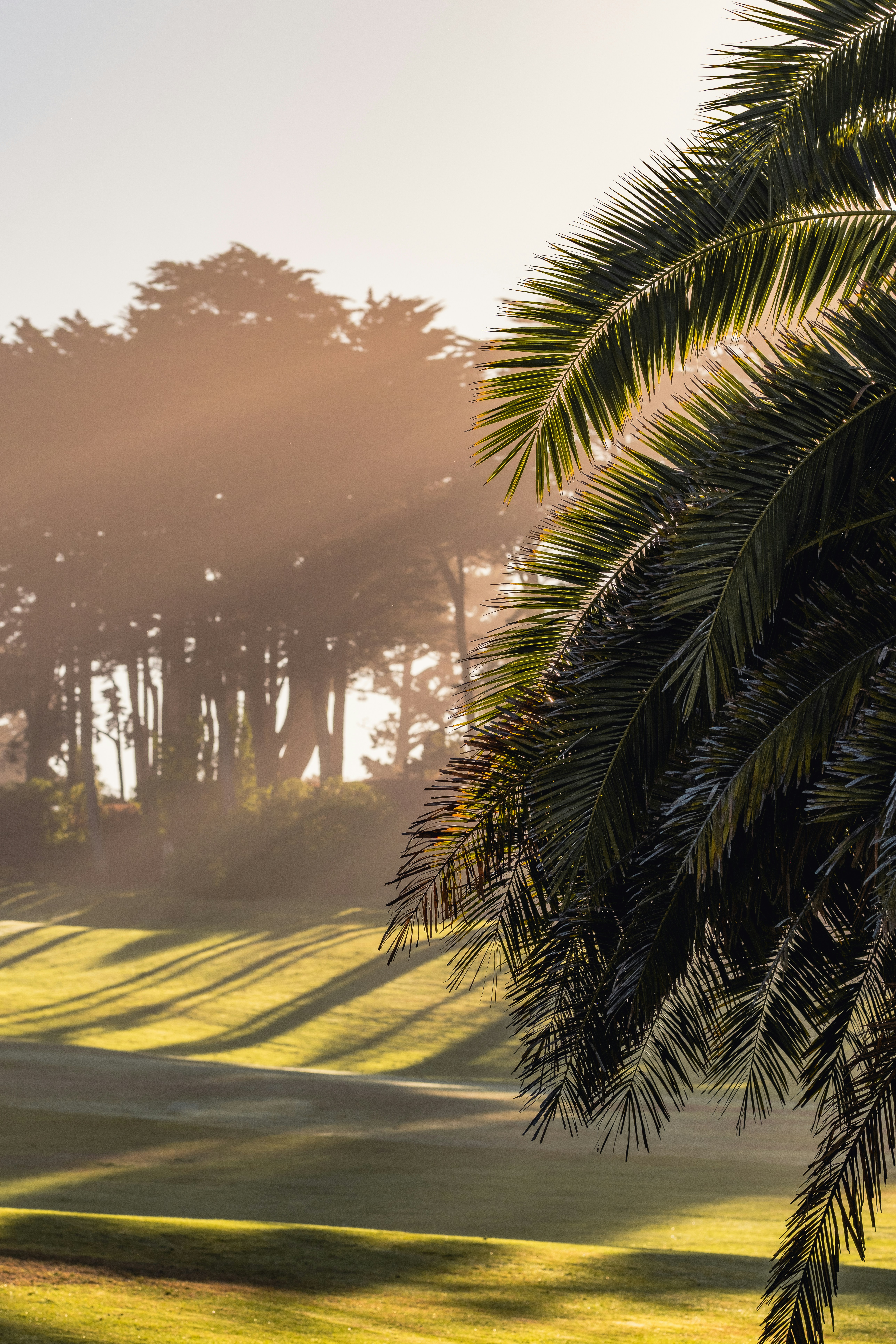 A palm tree frond in the foreground of a sunlit park in San Francisco